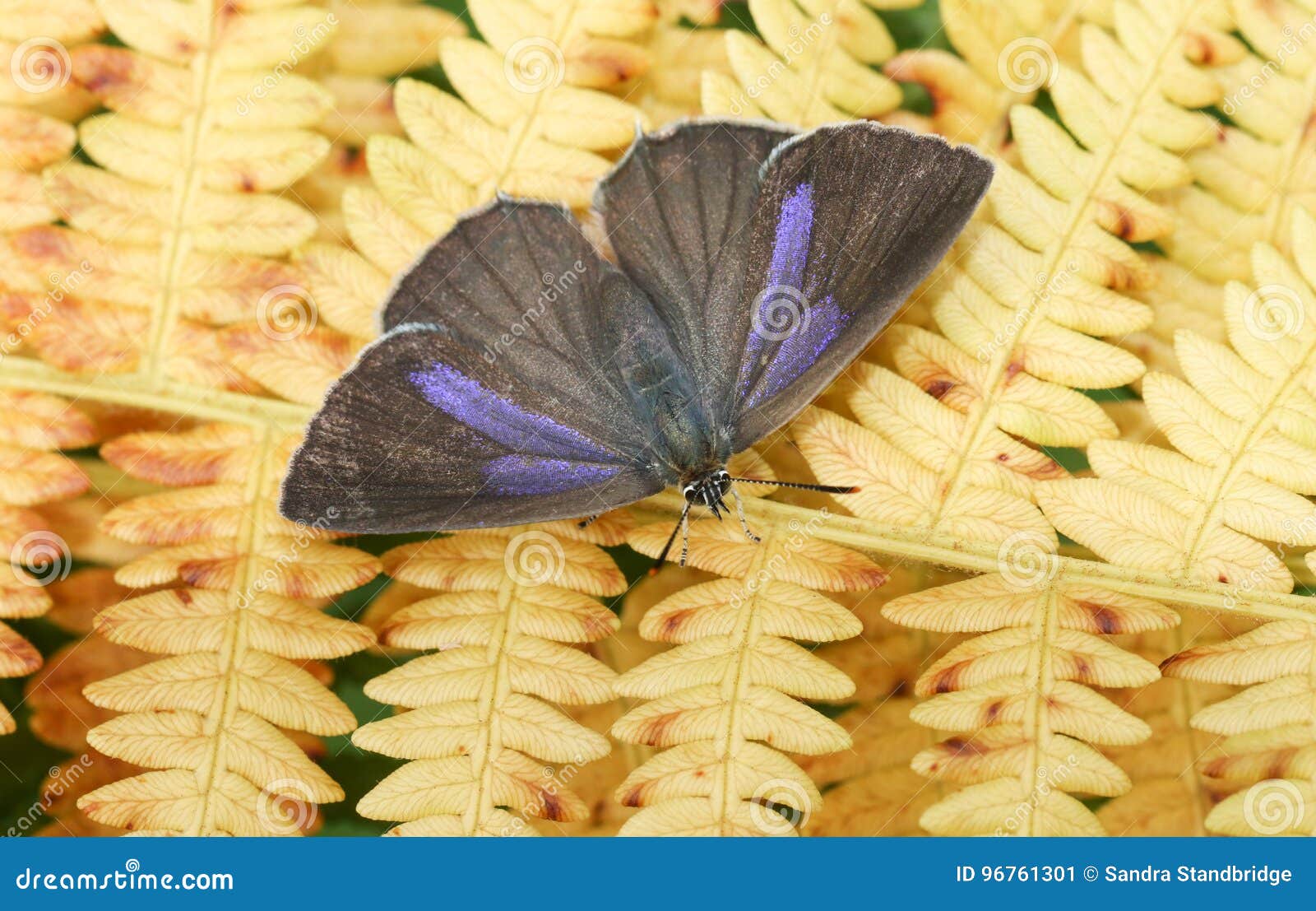 a pretty female purple hairstreak butterfly favonius quercus perched on bracken.