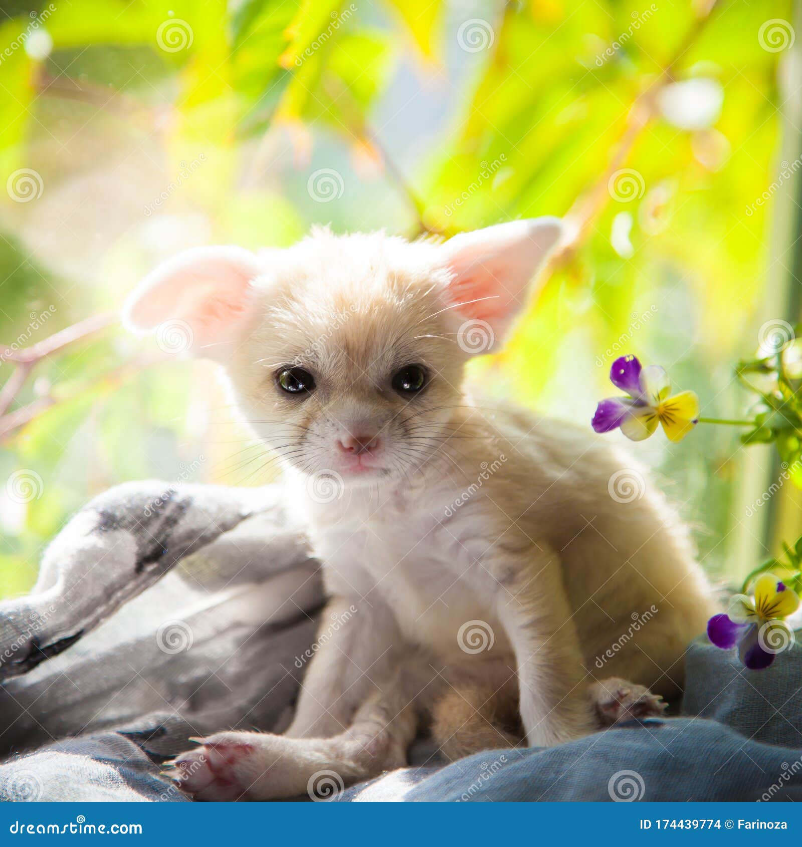 pretty fennec fox cub with luminious background
