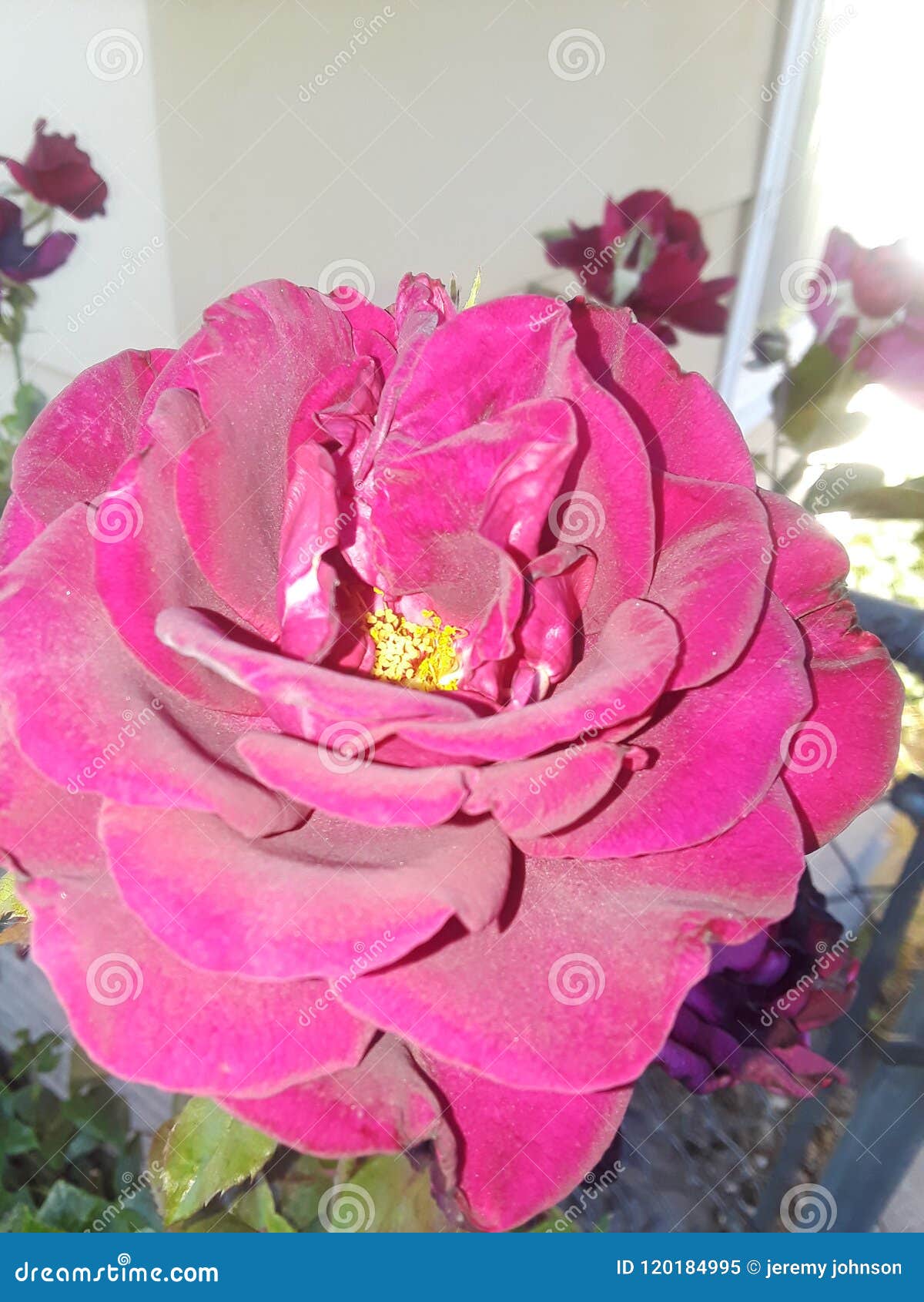 Pretty flower stock image. Image of pretty, flower, flowers 120184995