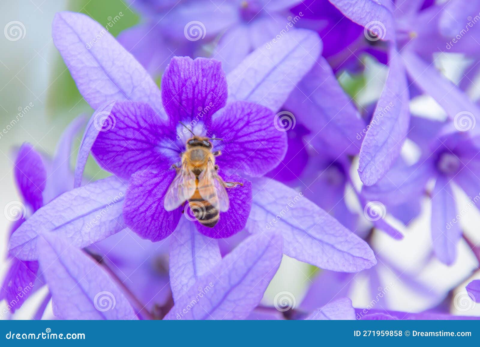 Pretty Flower in a Large Public Garden Stock Photo - Image of large ...
