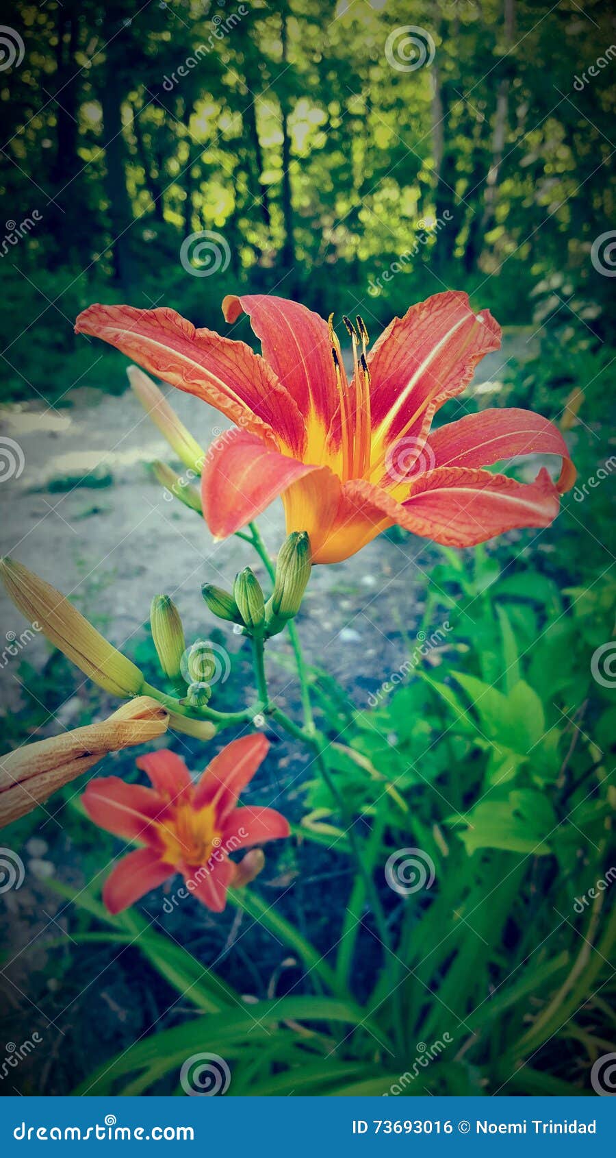 Pretty Flower stock photo. Image of spring, colorful 73693016