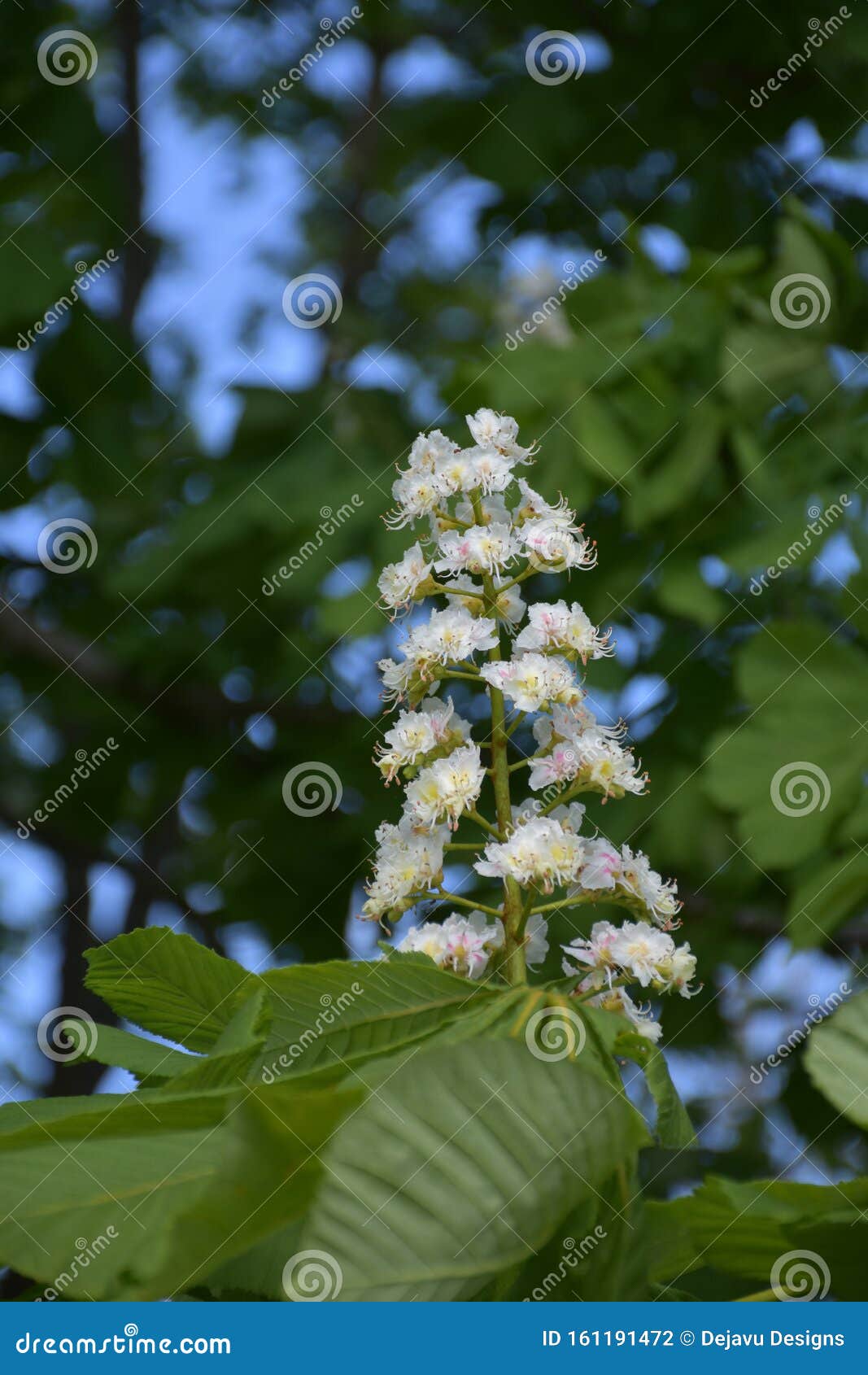 Pretty Flowering Conker Tree in England in the Spring Stock Photo