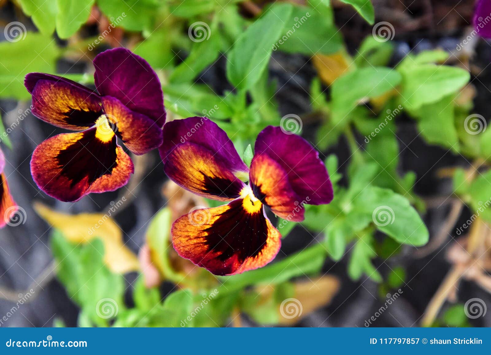 Pretty flowers stock image. Image of pretty, color, beautiful 117797857