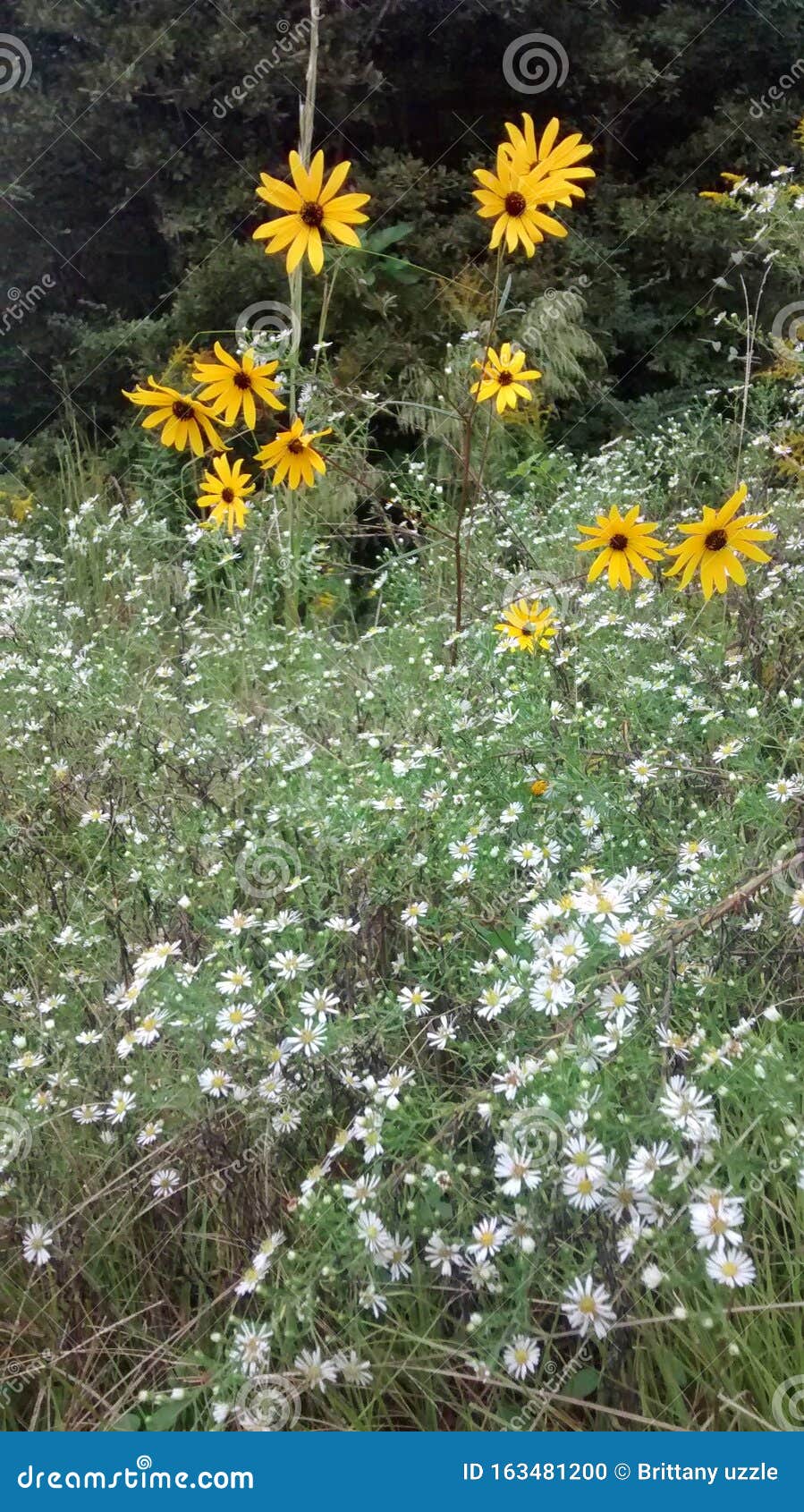 Pretty Flowers Growing in Louisiana Field Fall Stock Photo Image of
