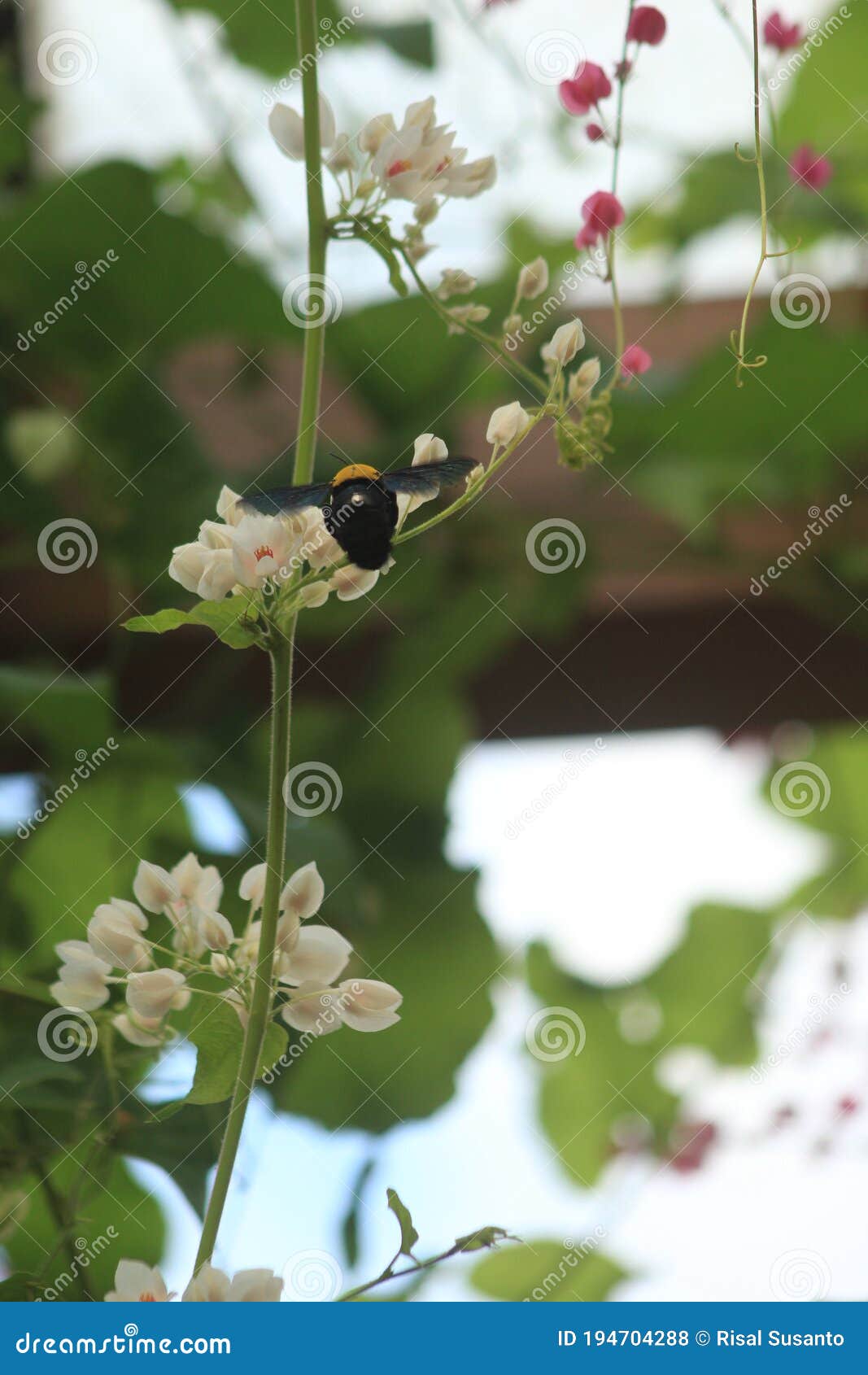 pretty insect honey bee with beautiful flower