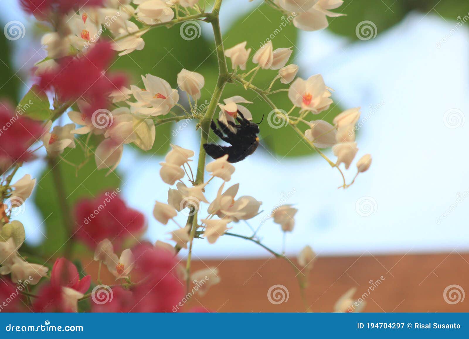 pretty insect honey bee with beautiful flower