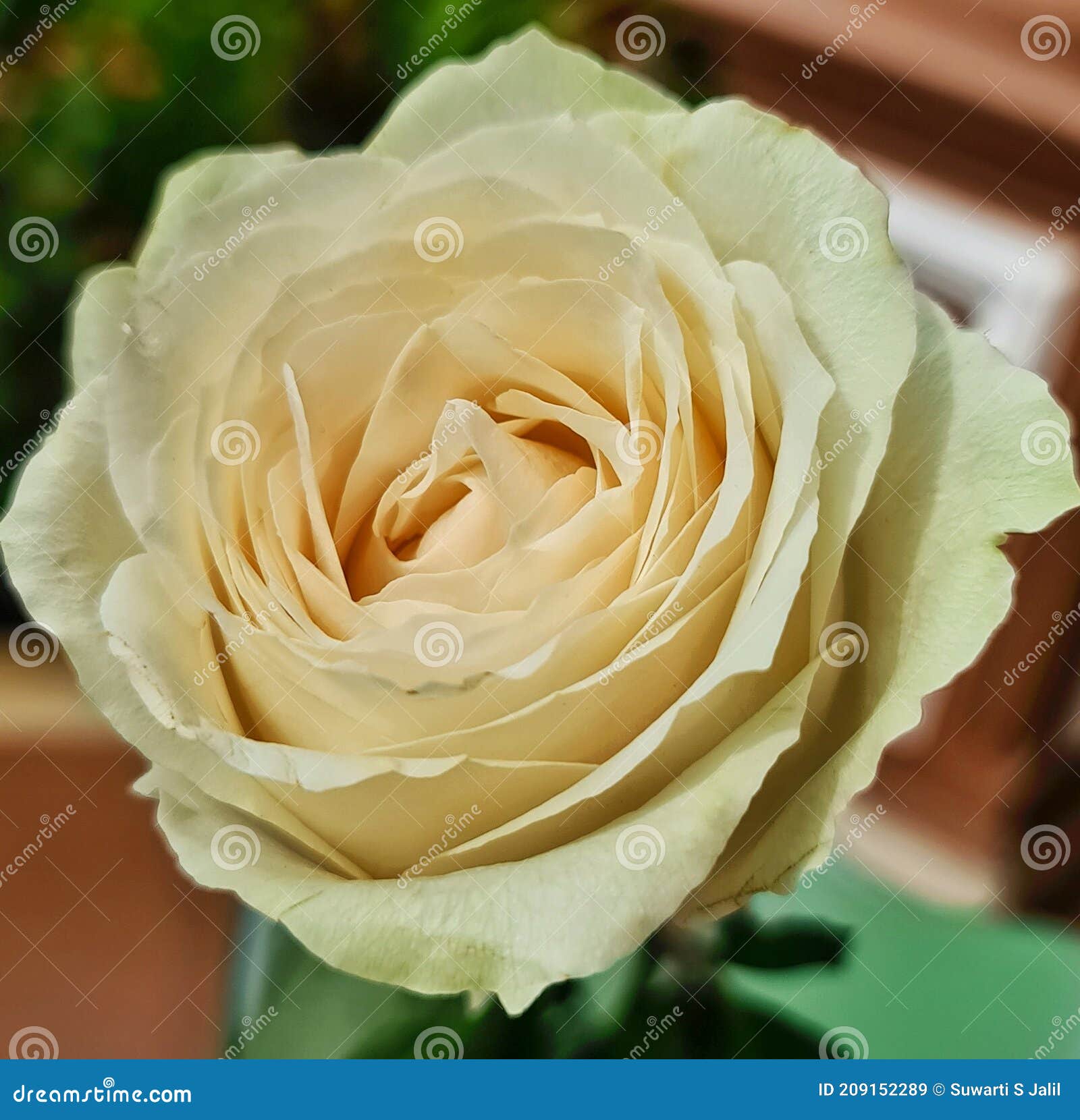 A Pretty Ivory White Rose Flower Stock Image Image of celebration