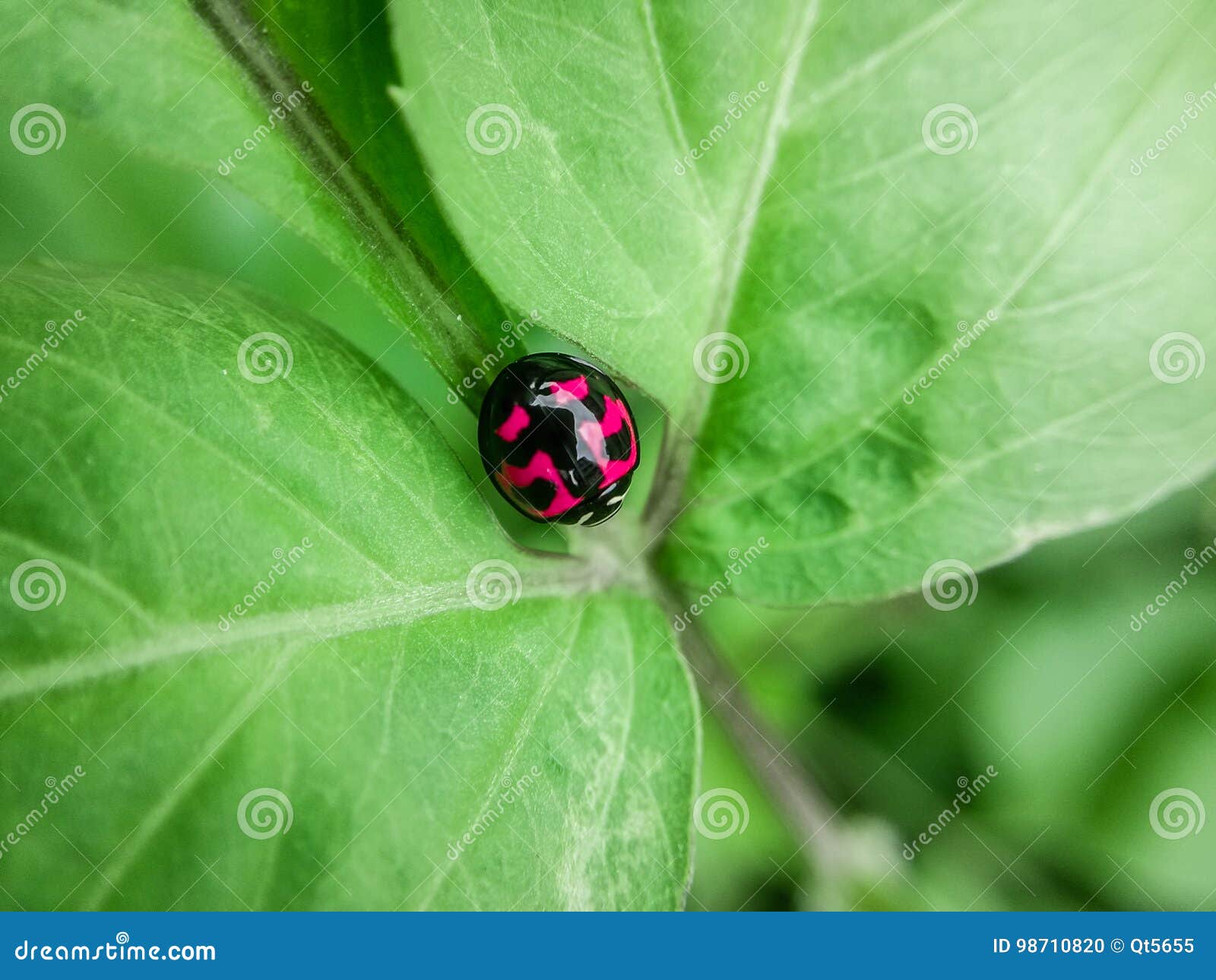 Pretty ladybug stock photo. Image of colorful, insect - 98710820 Pretty ladybug stock photo. Image of colorful, insect - 98710820
