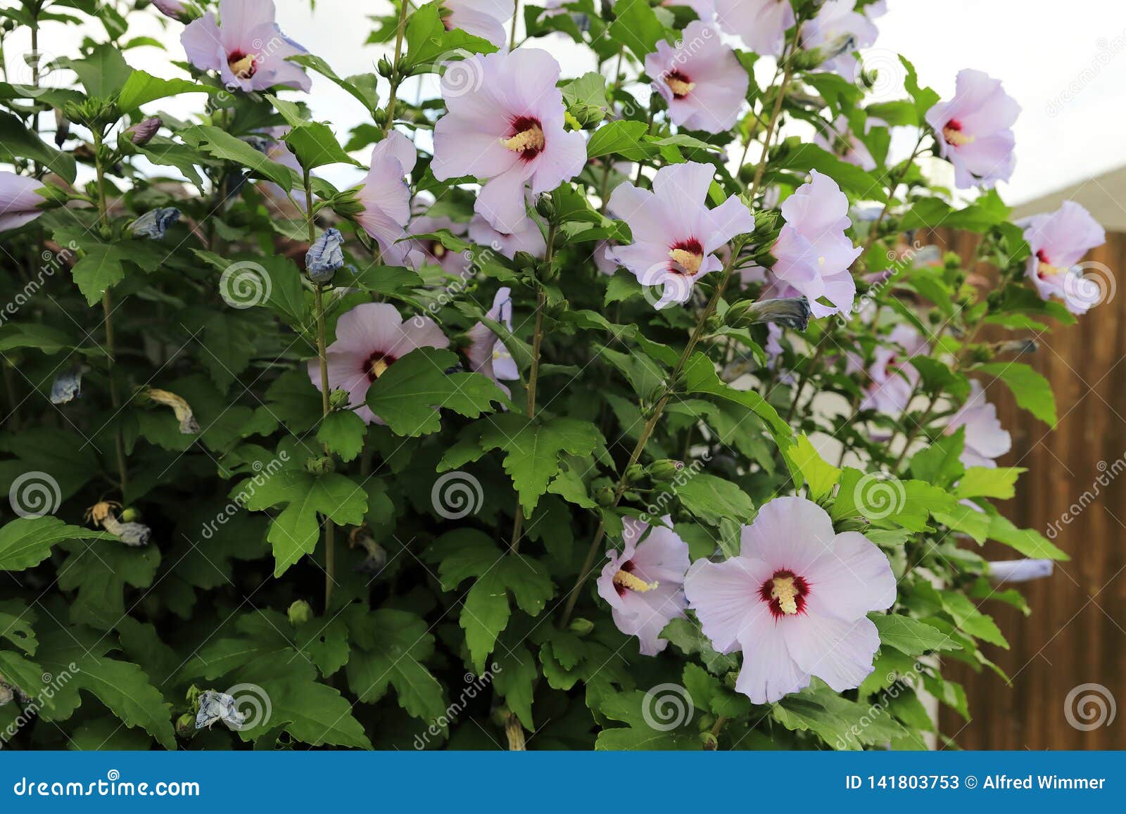A Pretty Lila-pink Hibiscus Shrub in the Valley Stock Image - Image of  lower, shrub: 141803753