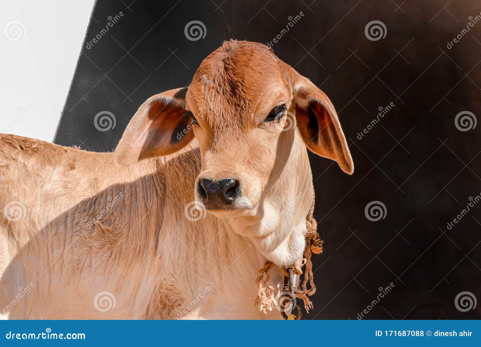 baby cows for sale in pakistan