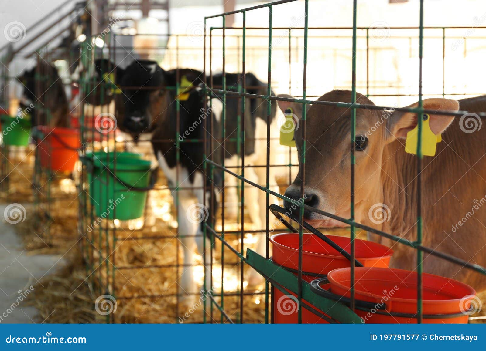 Pretty Little Calves in Cages on Farm. Animal Husbandry Stock Image - Image  of bull, domesticated: 197791577