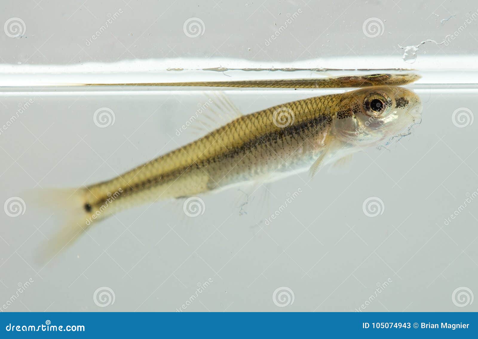 Spot-tail Shiner fish stock image. Image of safely, pretty - 105074943