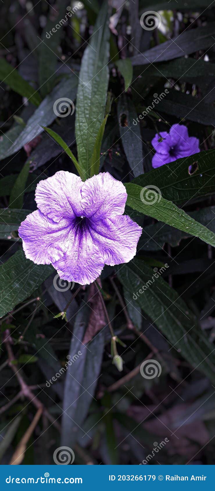 Pretty Little Purple Flower at Backyard Stock Image Image of pink