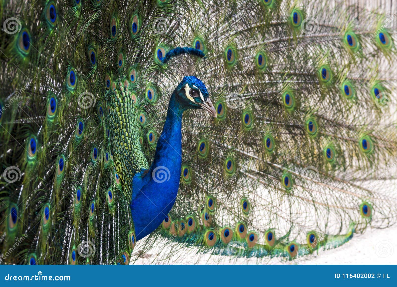 pretty peacock with erect feathers in side view