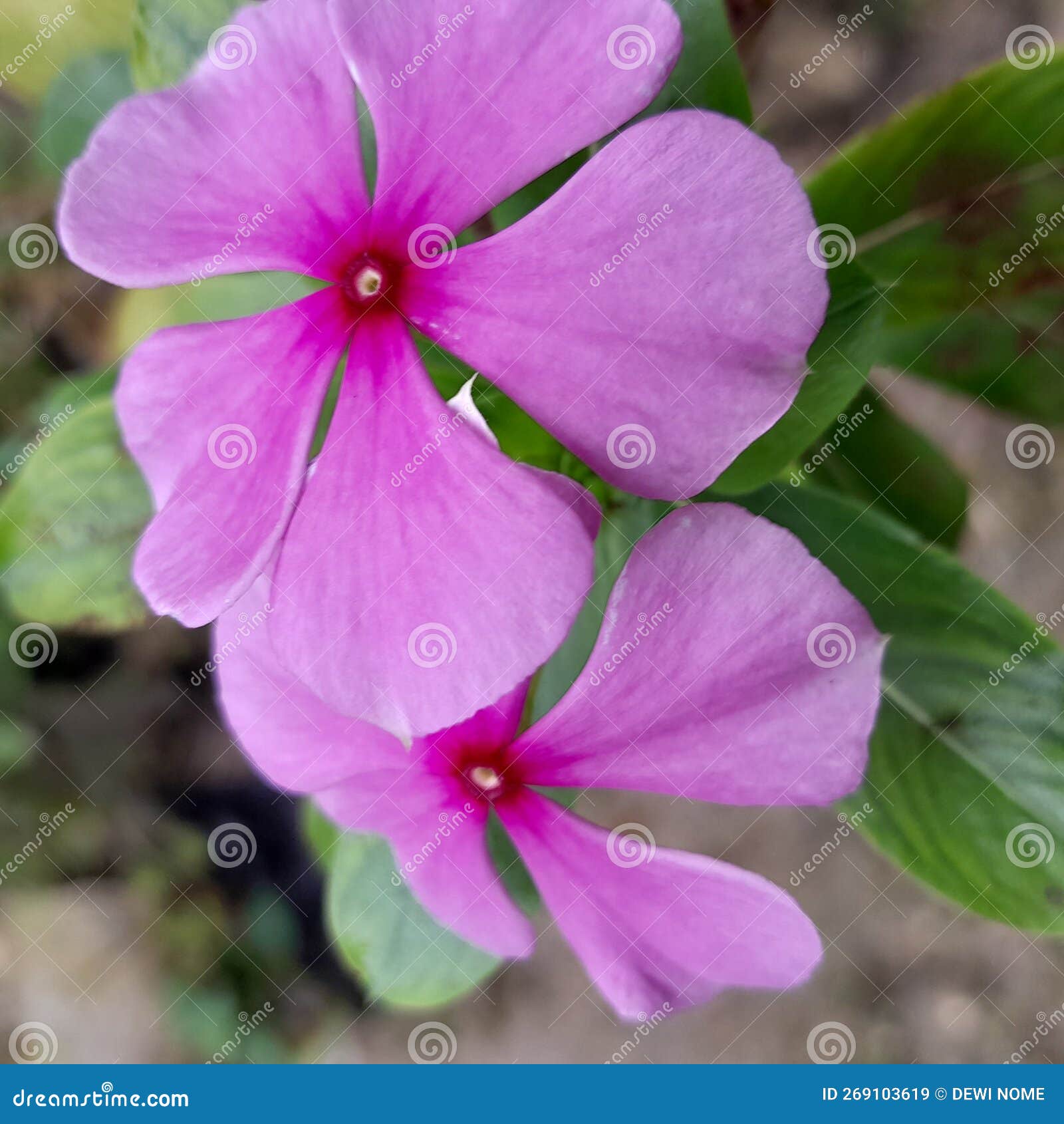 Why this pink flower grows only where magic still lives