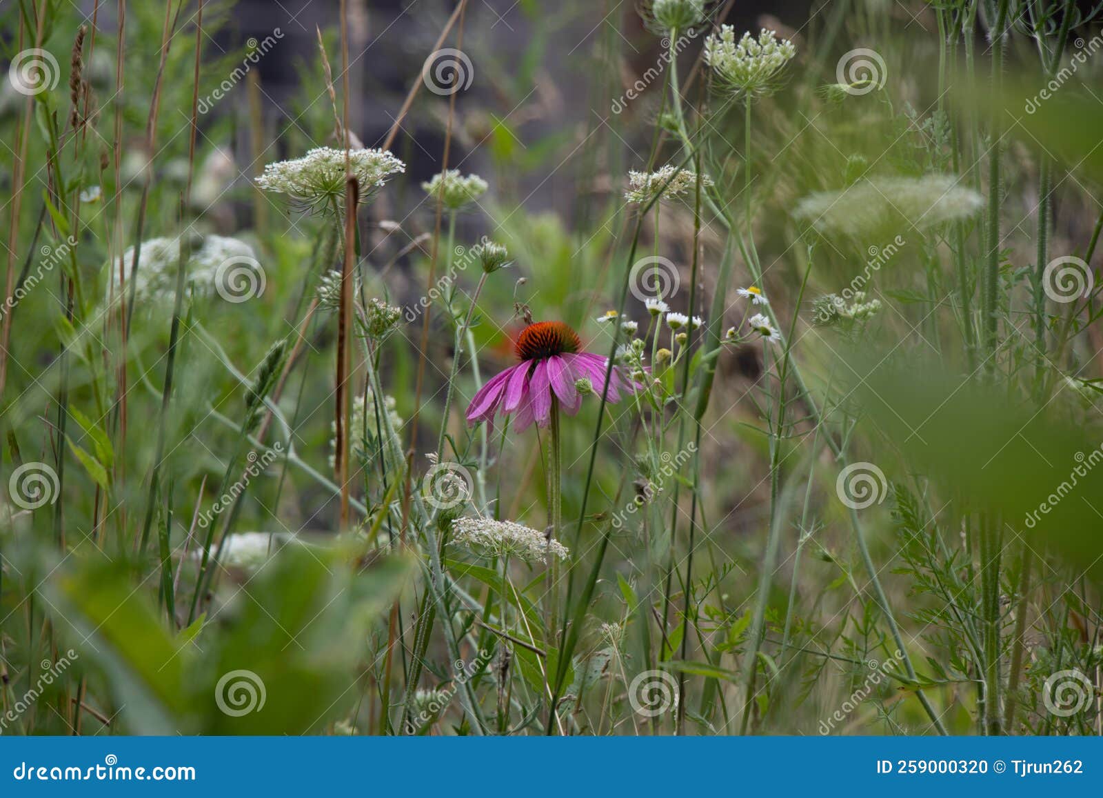 Pretty Pink and Orange Cornflower in a Field Stock Photo Image of