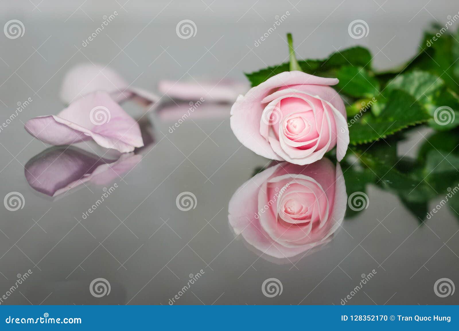 Pretty Pink Rose on Mirror Surface Stock Photo Image of brilliant