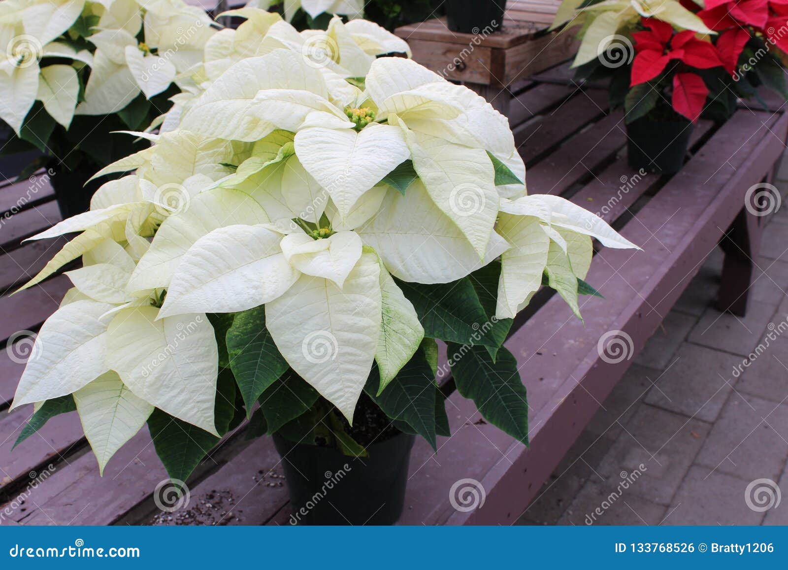 Pretty Pink, White and Red Poinsettia Plants on Wood Tables, Helping To  Usher in the Holidays Stock Photo - Image of line, peace: 133768526