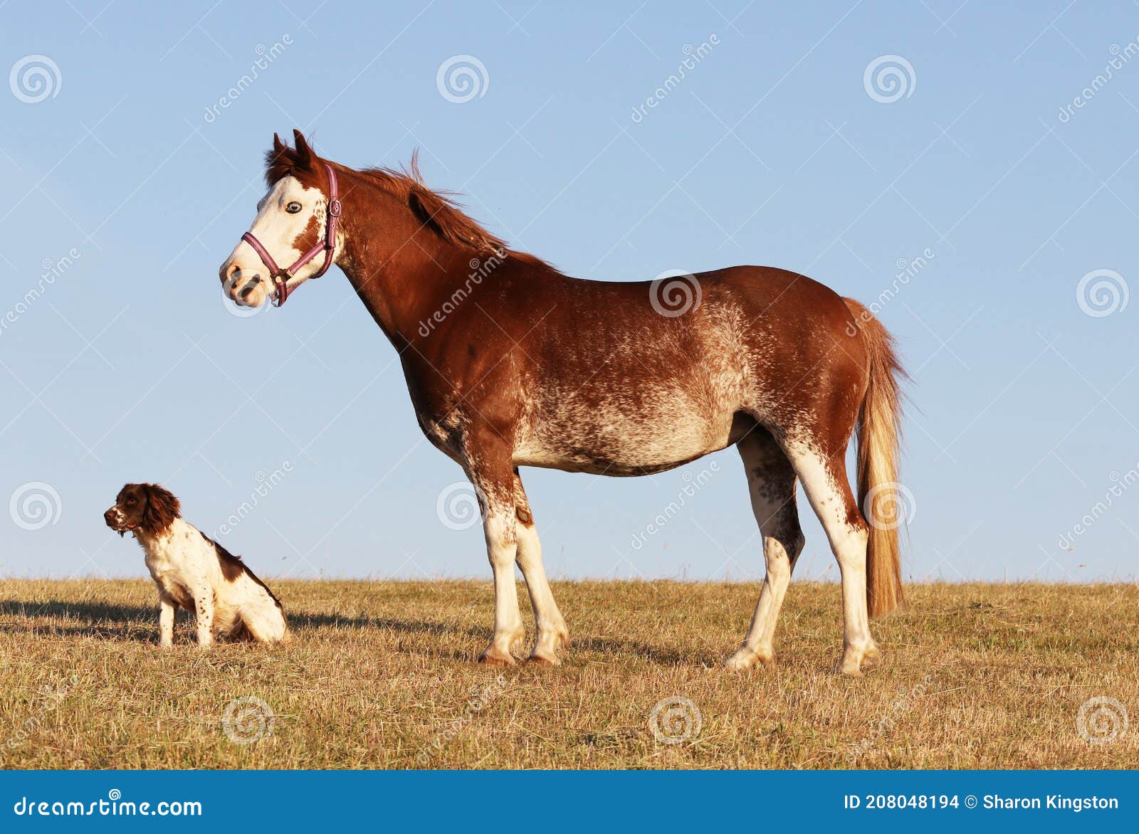 pretty pony and companion dog