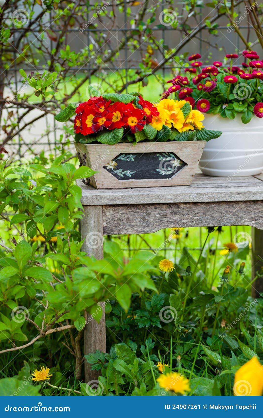Pretty potted daisy stock image. Image of arrangement 24907261