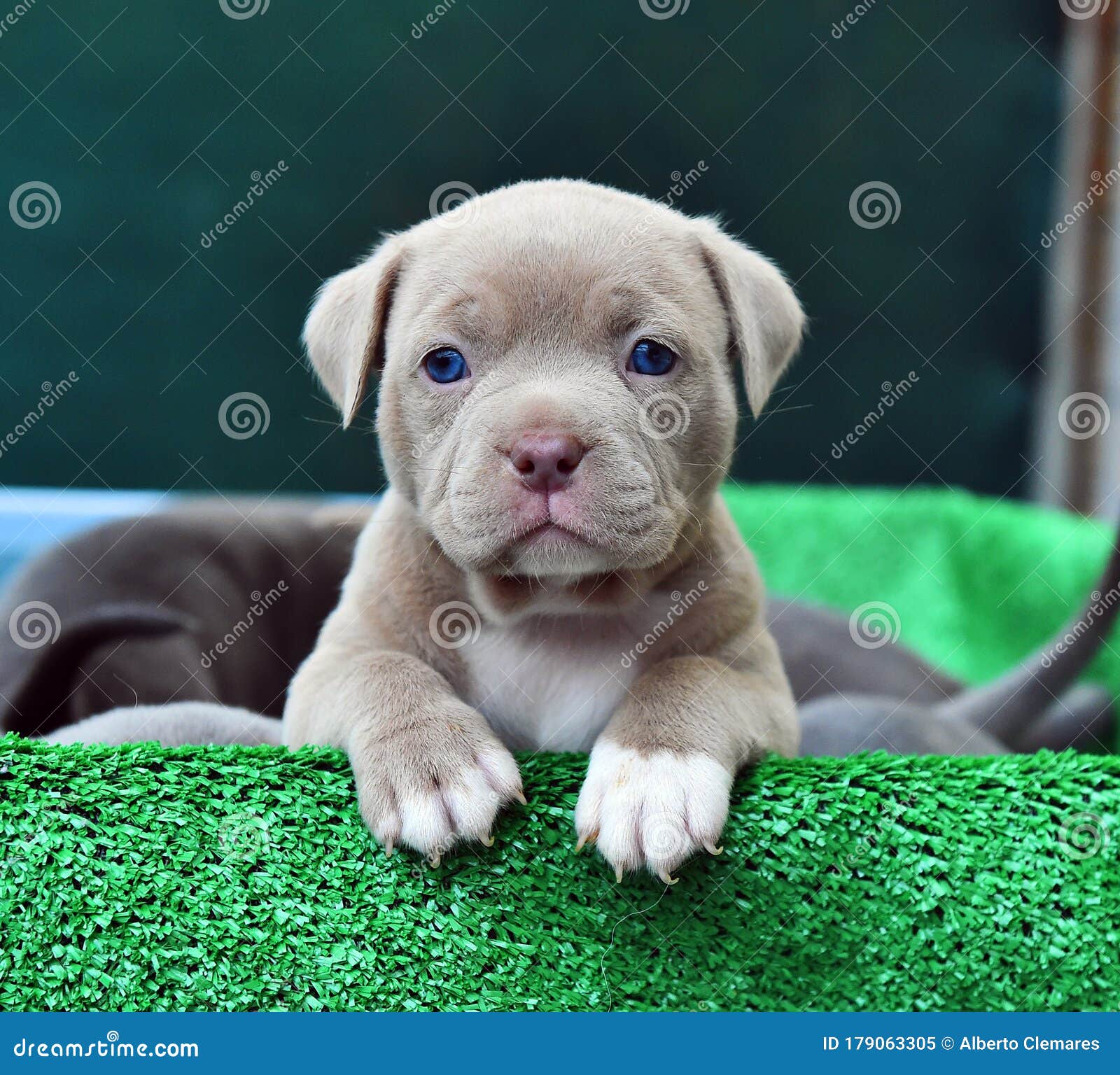 A puppy american bully dog stock image. Image of adorable - 179063305