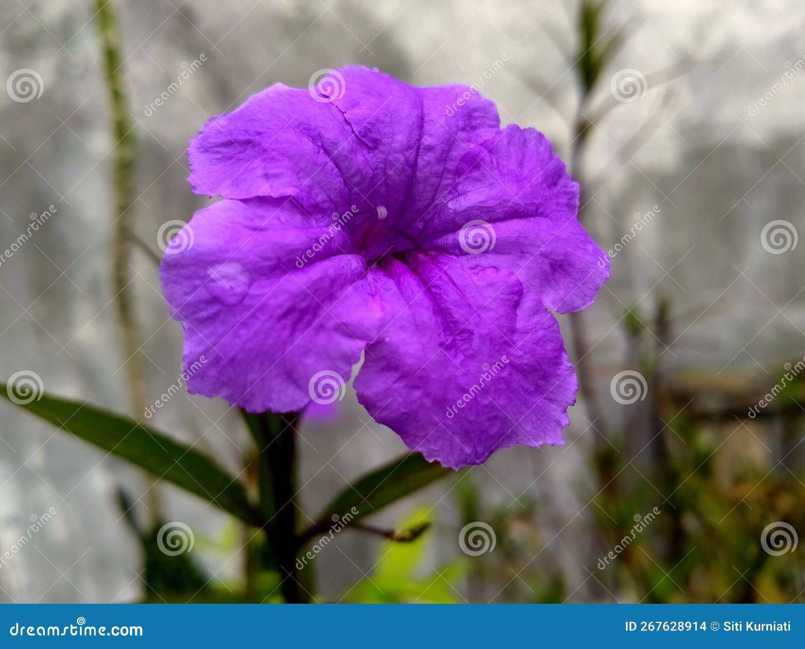 Pretty Purple Flowers in Spring Stock Photo Image of petal, violet