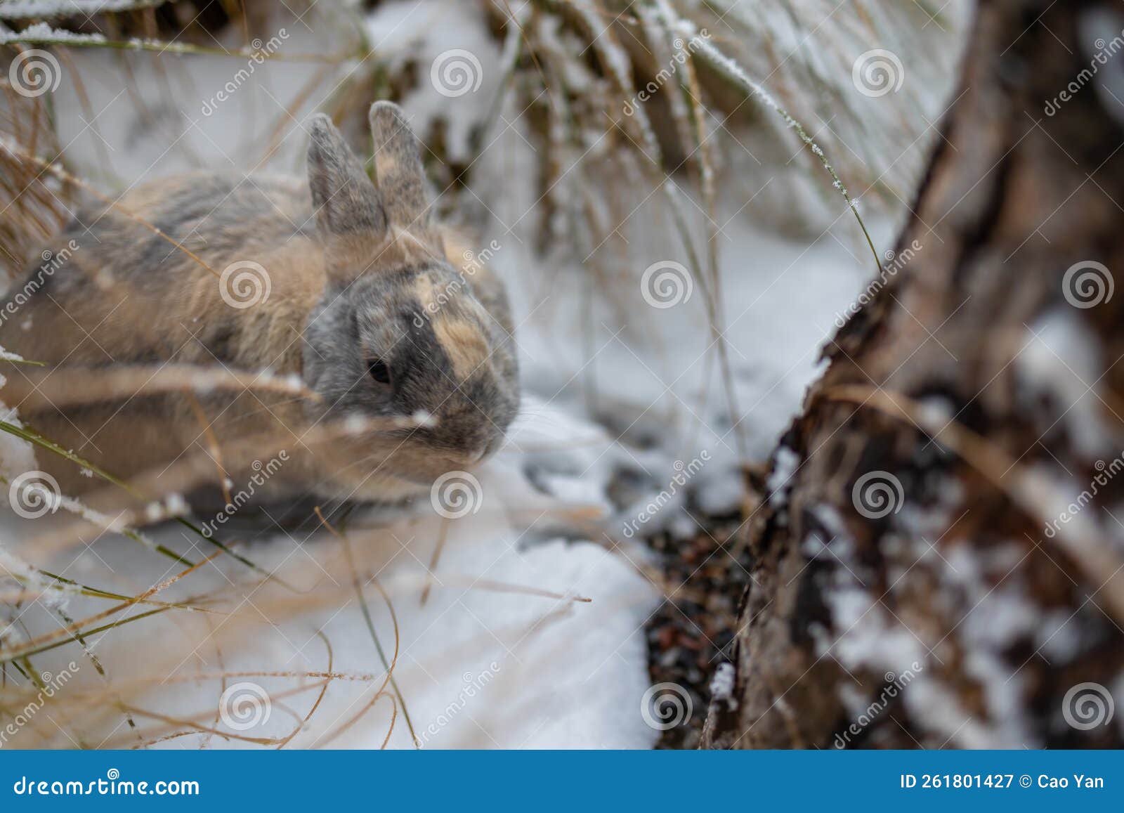 Pretty Rabbit Sit on Snow in Winter Forest. Stock Image Image of