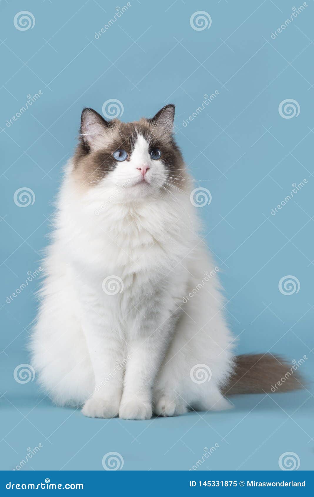 Ragdoll Cat with Blue Eyes Looking Up Sitting on a Blue Background
