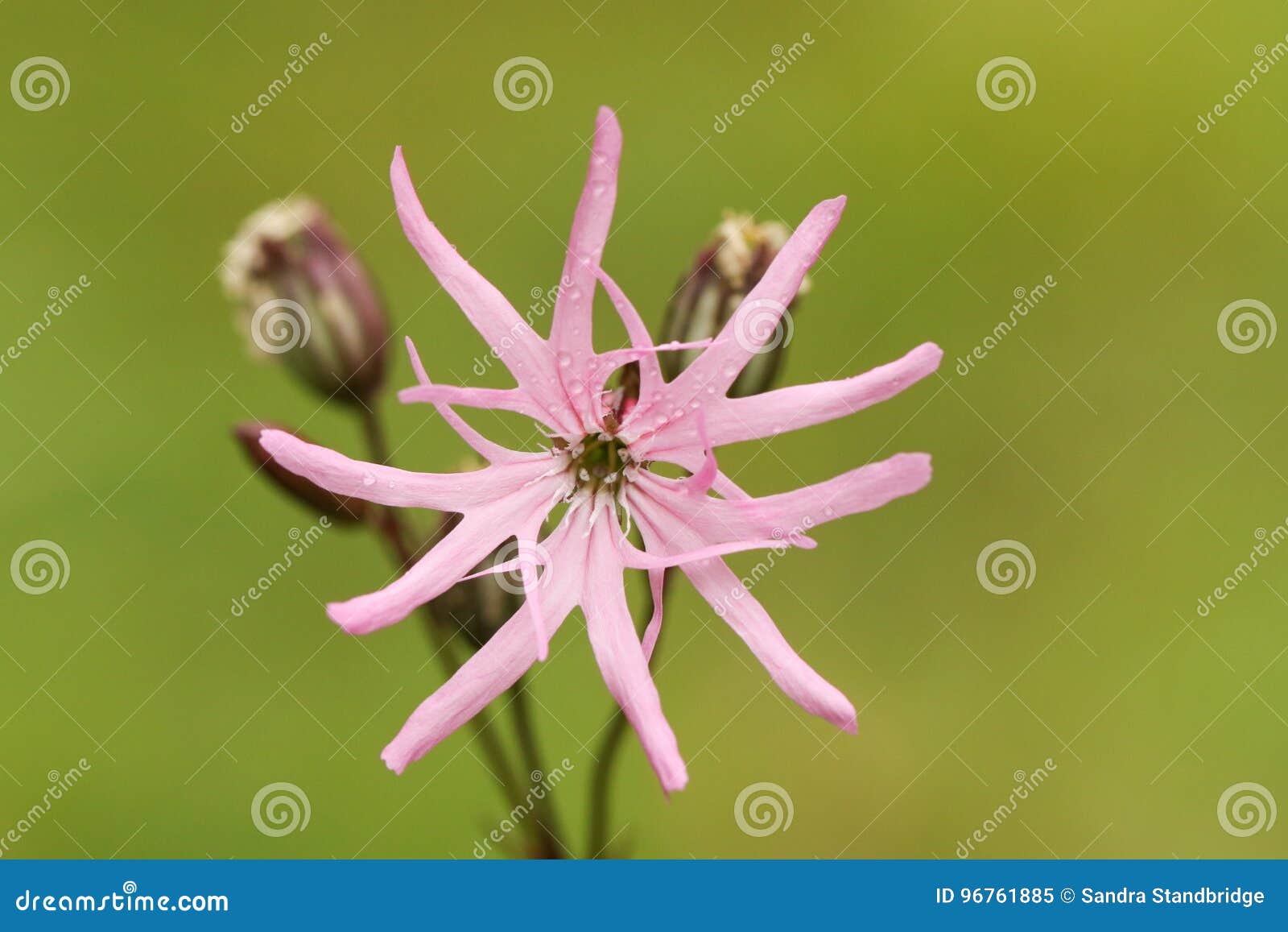 a pretty ragged-robin & x28;lychnis flos-cuculi& x29; flower.