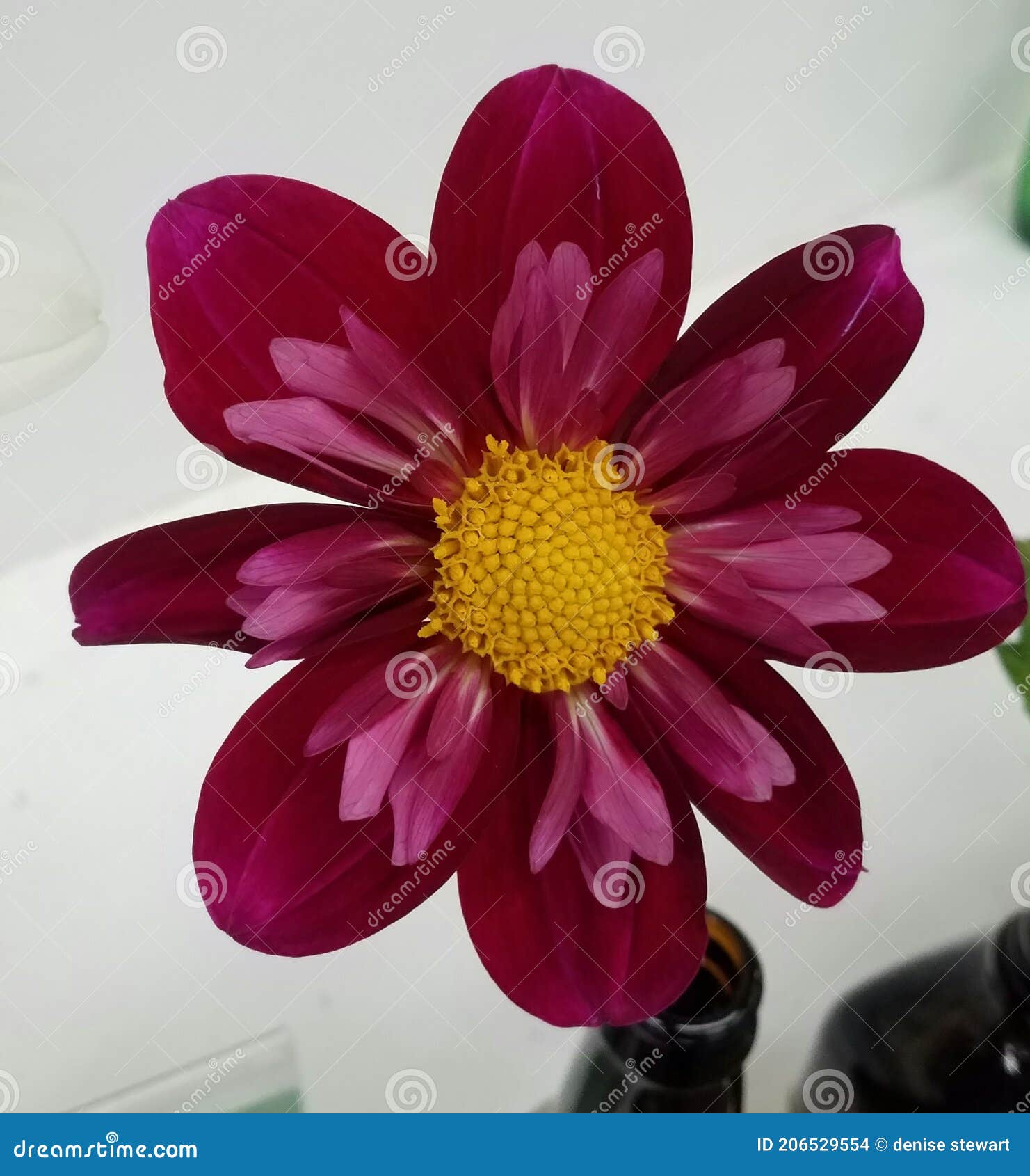 Pretty Reddish Purple Flowers Stock Photos Free & RoyaltyFree Stock