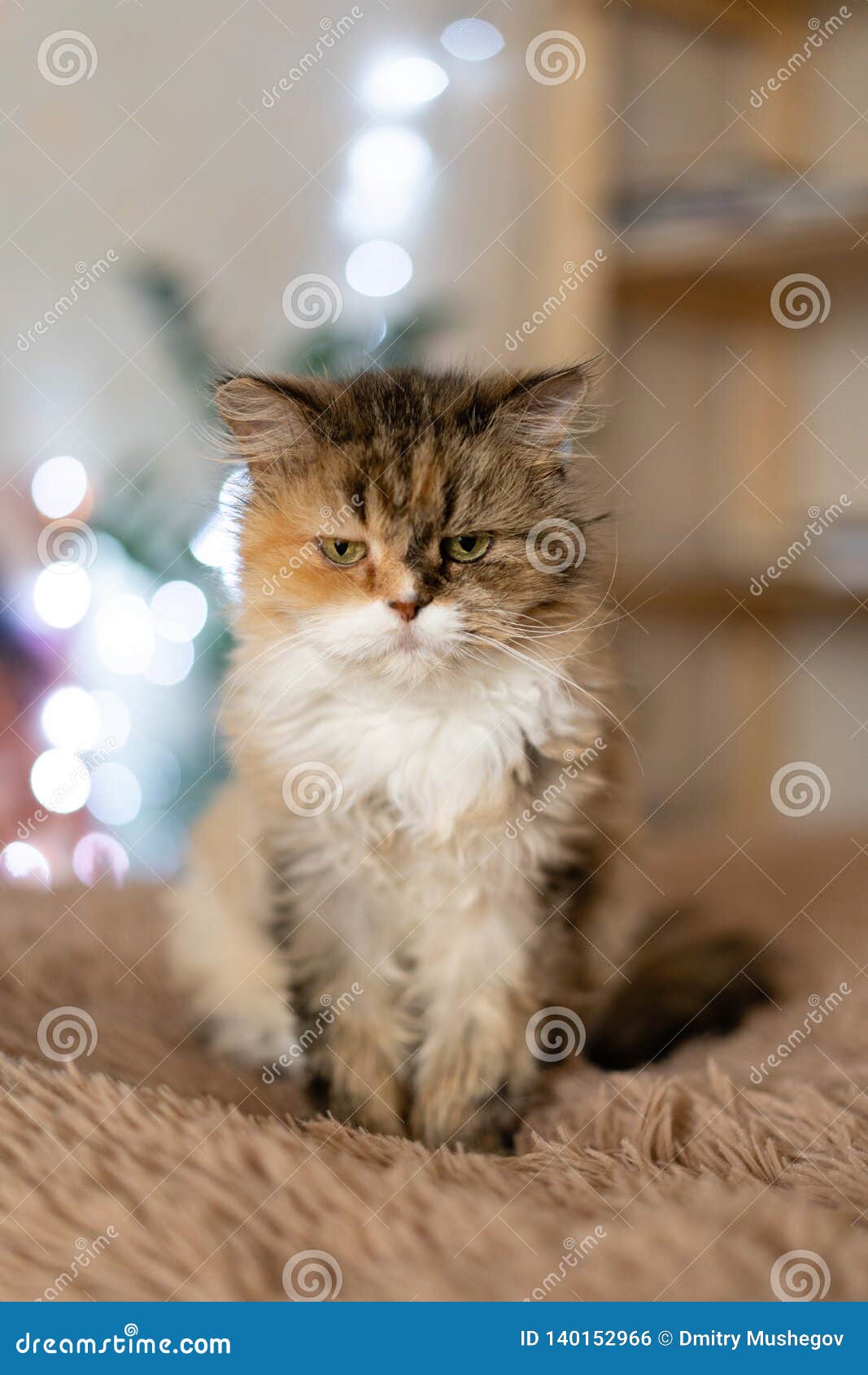 Pretty Sad Cat Sits on a Blanket Stock Photo Image of looking