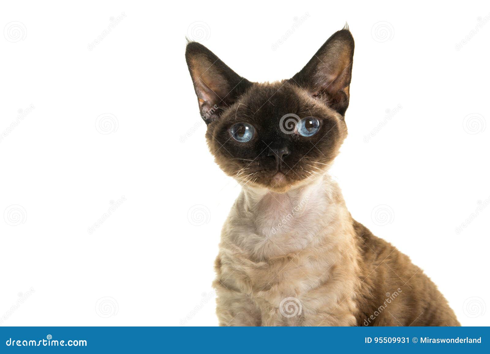 Pretty Seal Point Devon Rex Cat Portrait With Blue Eyes Pretty Seal Point Devon Rex Cat Portrait With Blue Eyes