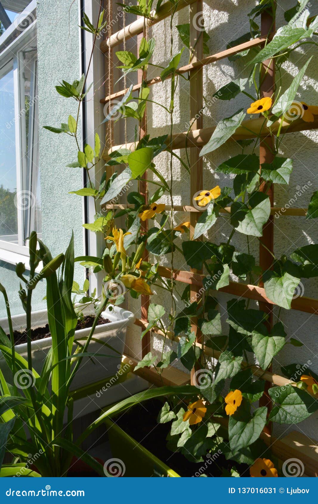 Pretty Small Urban Garden On The Balcony. Orange Flowers Of Thunbergia ...