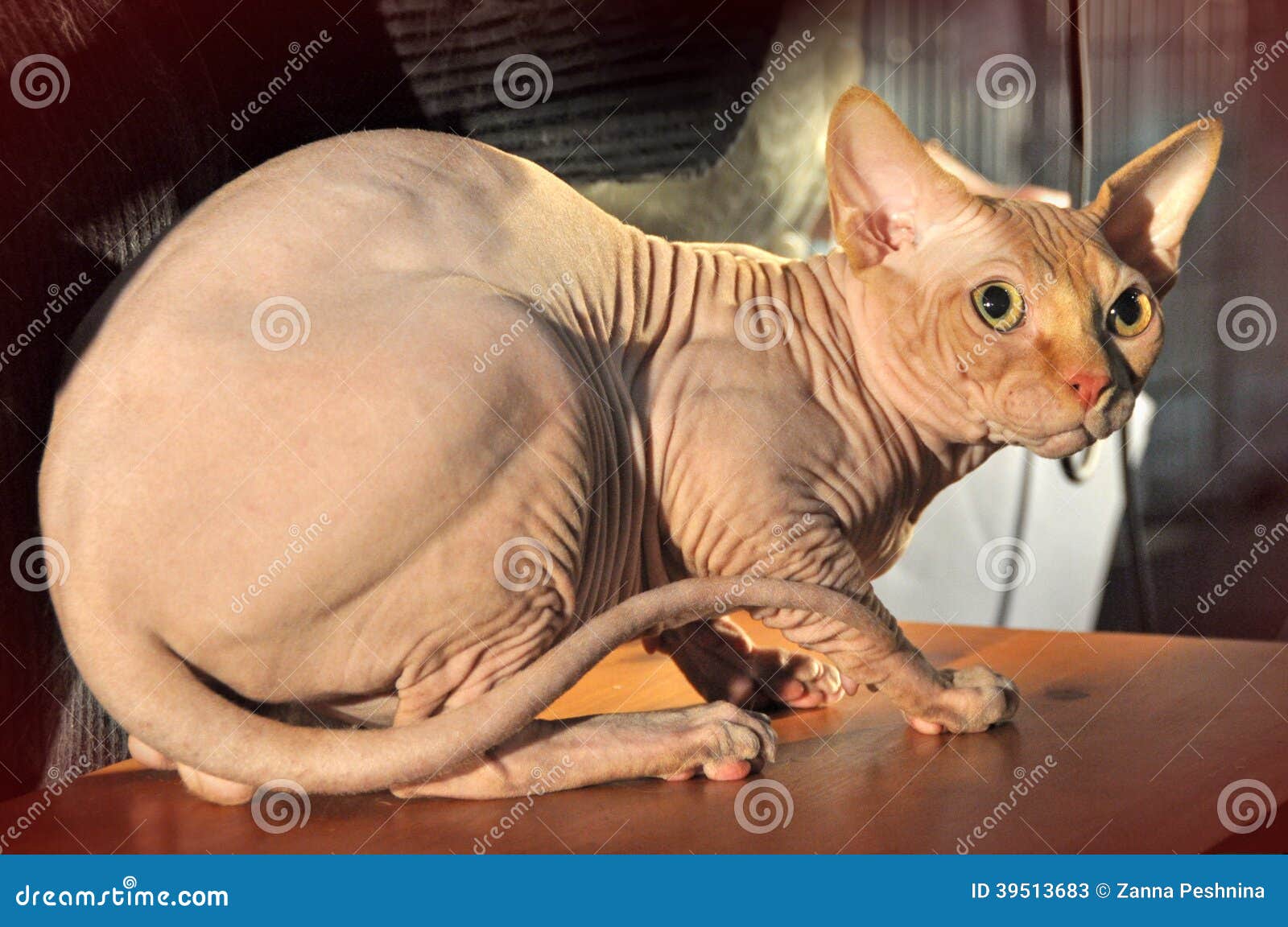 Pretty Sphynx Cat Stock Image Image Of Loving Hairless Pretty Sphynx Cat Stock Image Image Of Loving Hairless