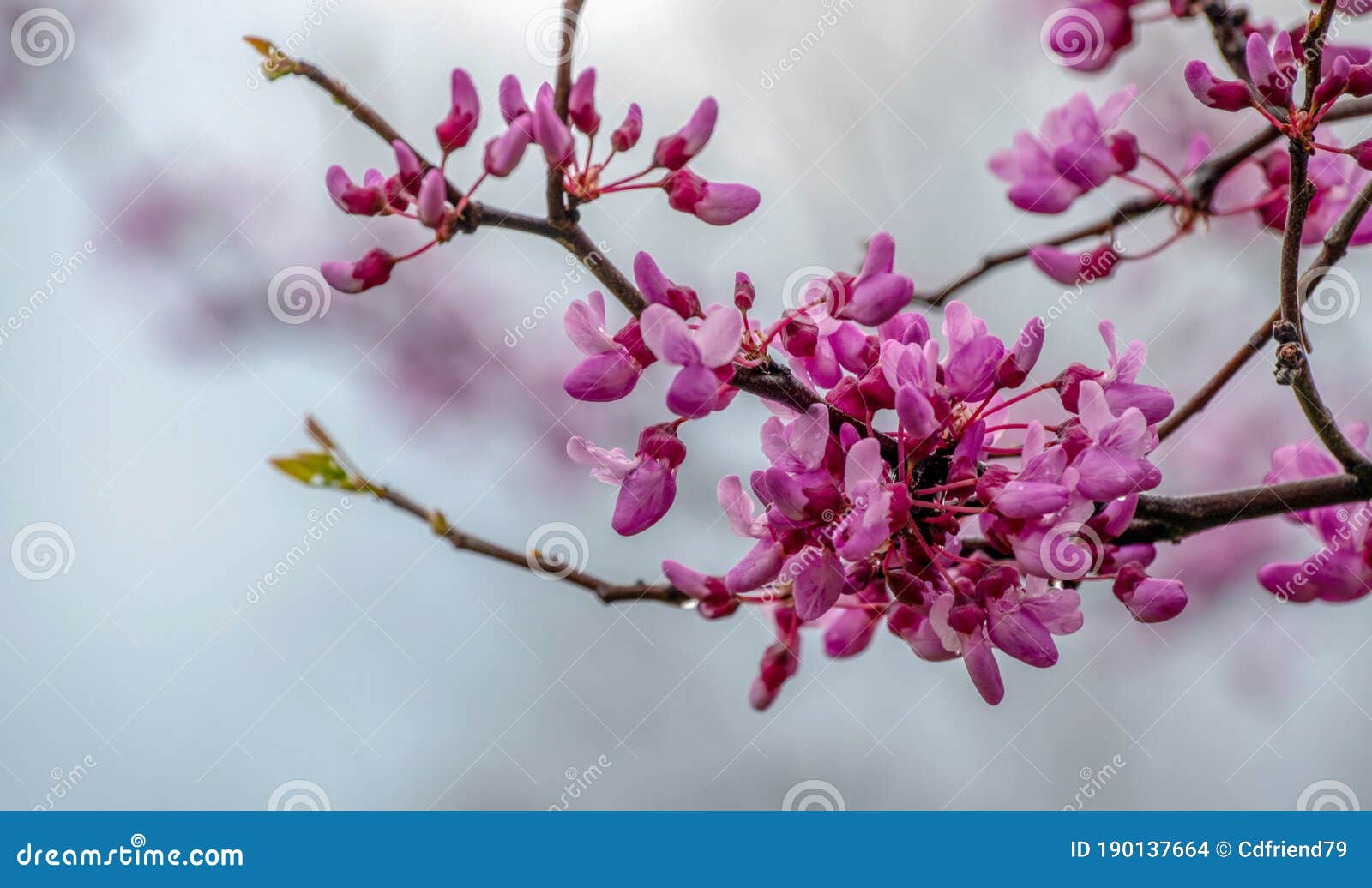 pretty spring blooms on a missouri red bud tree.