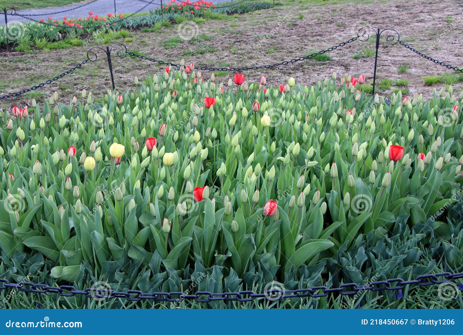 cordoned off sections of beautiful red and yellow tulips growing in springtime garden