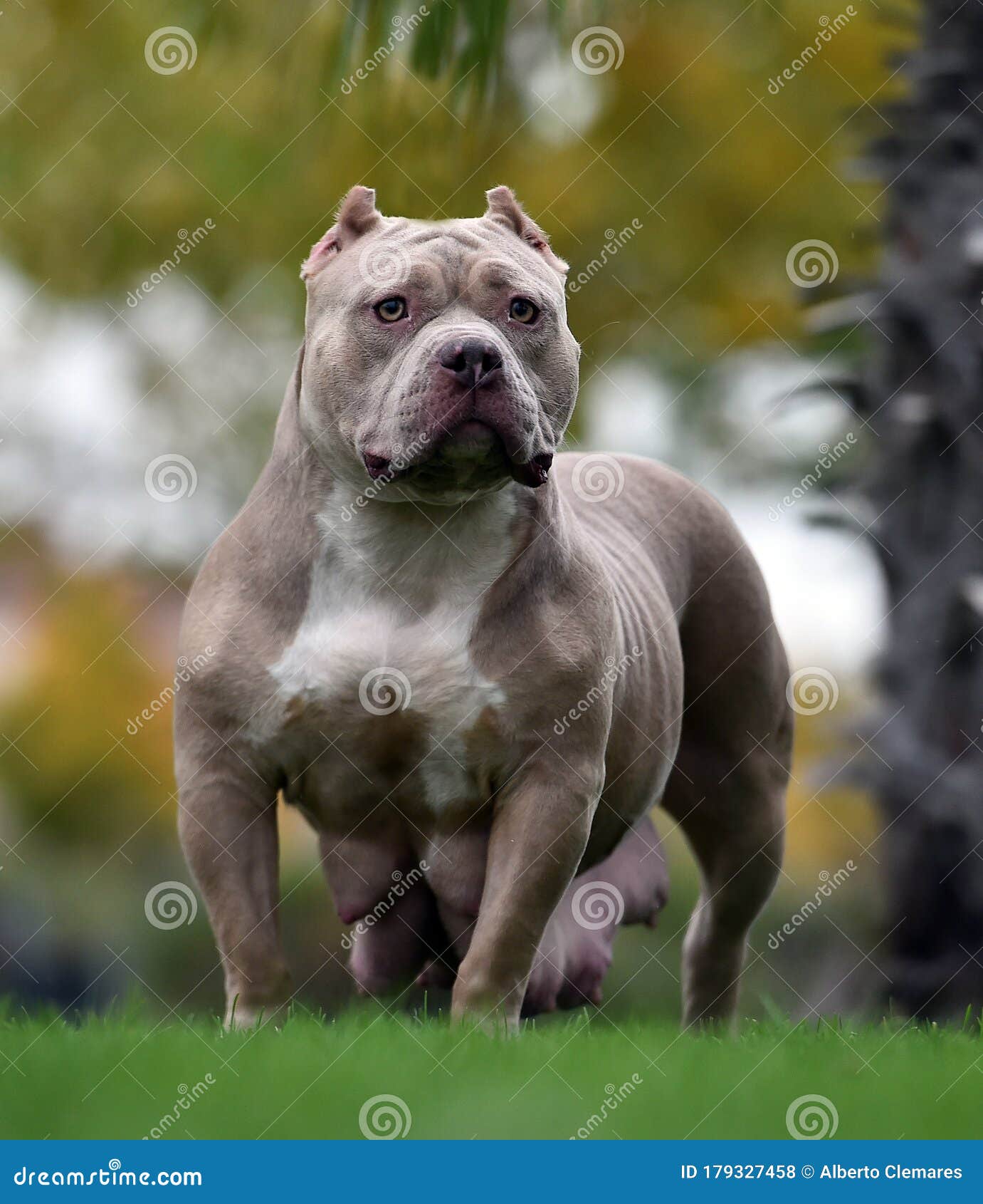 A Strong American Bully Dog Stock Photo - Image of fence, purebred:  179327458