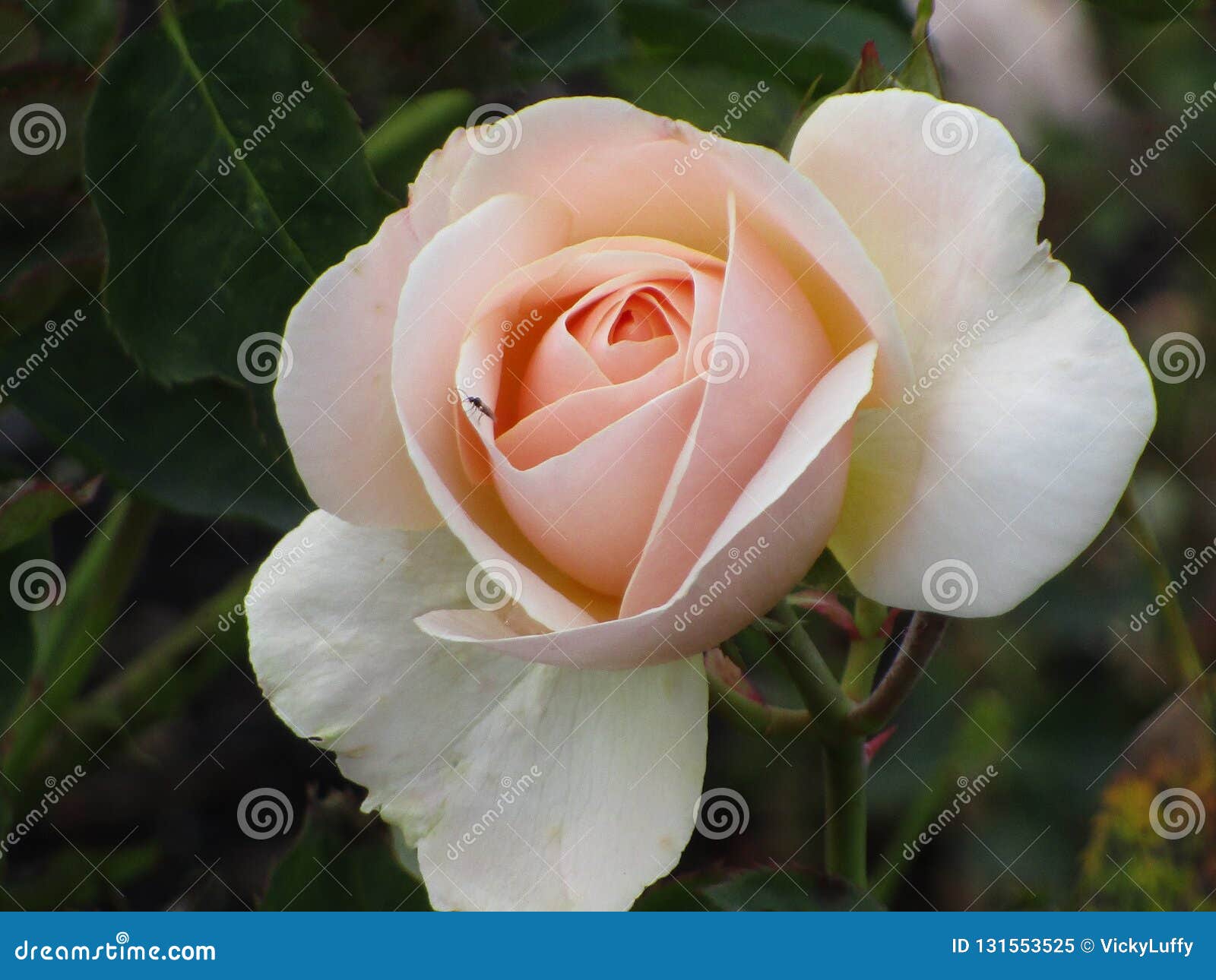 sweet pretty rose
