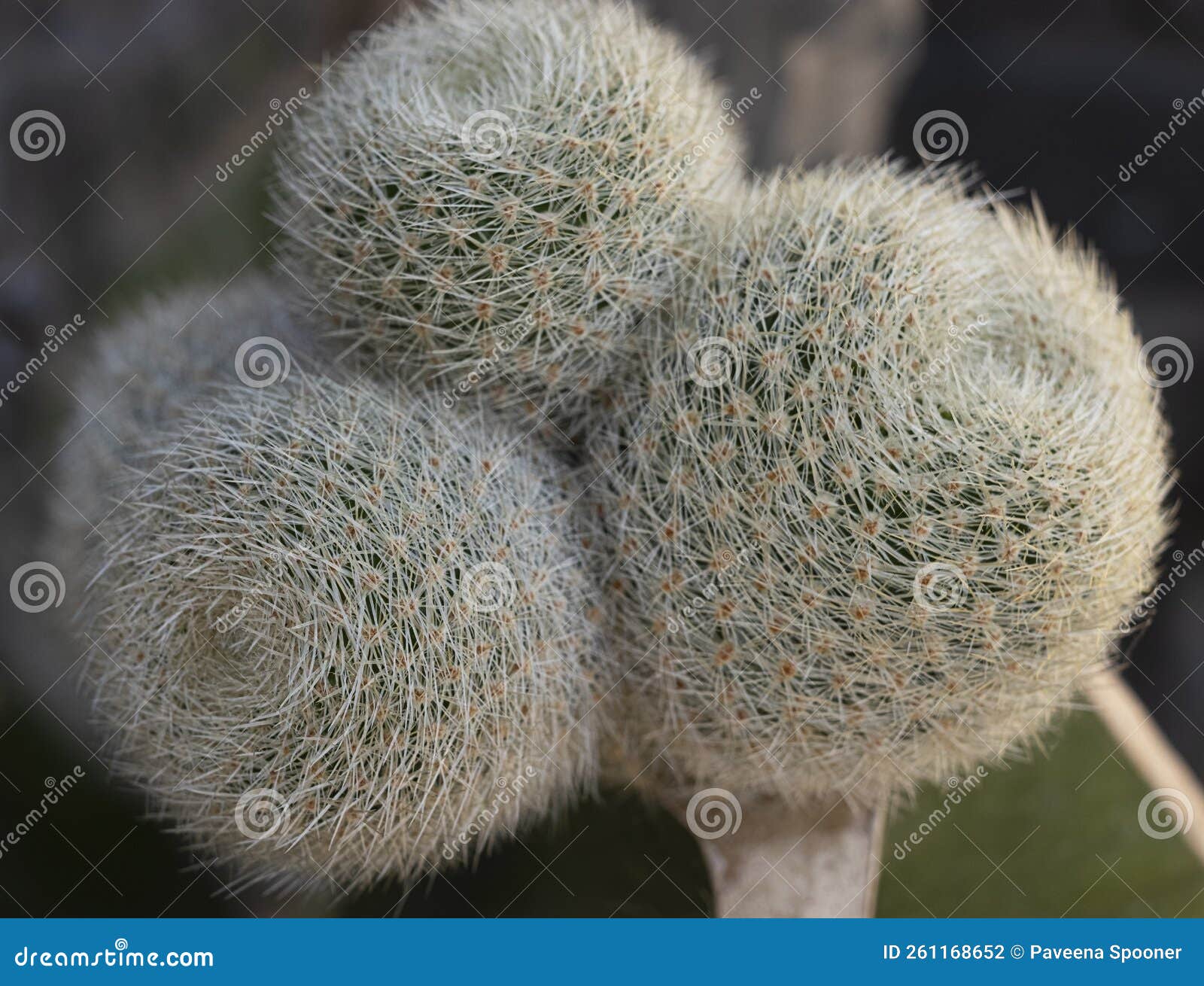 pretty thorny cactus, rebutia lima naranja
