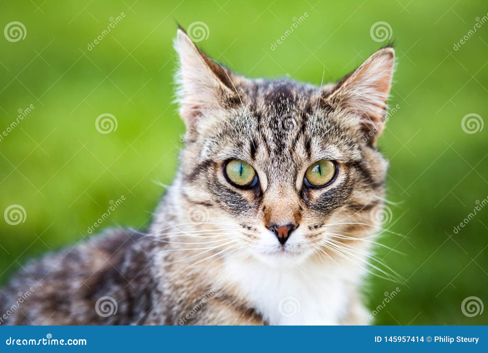 Pretty Tiger Cat stock photo. Image of farm, domestic - 145957414