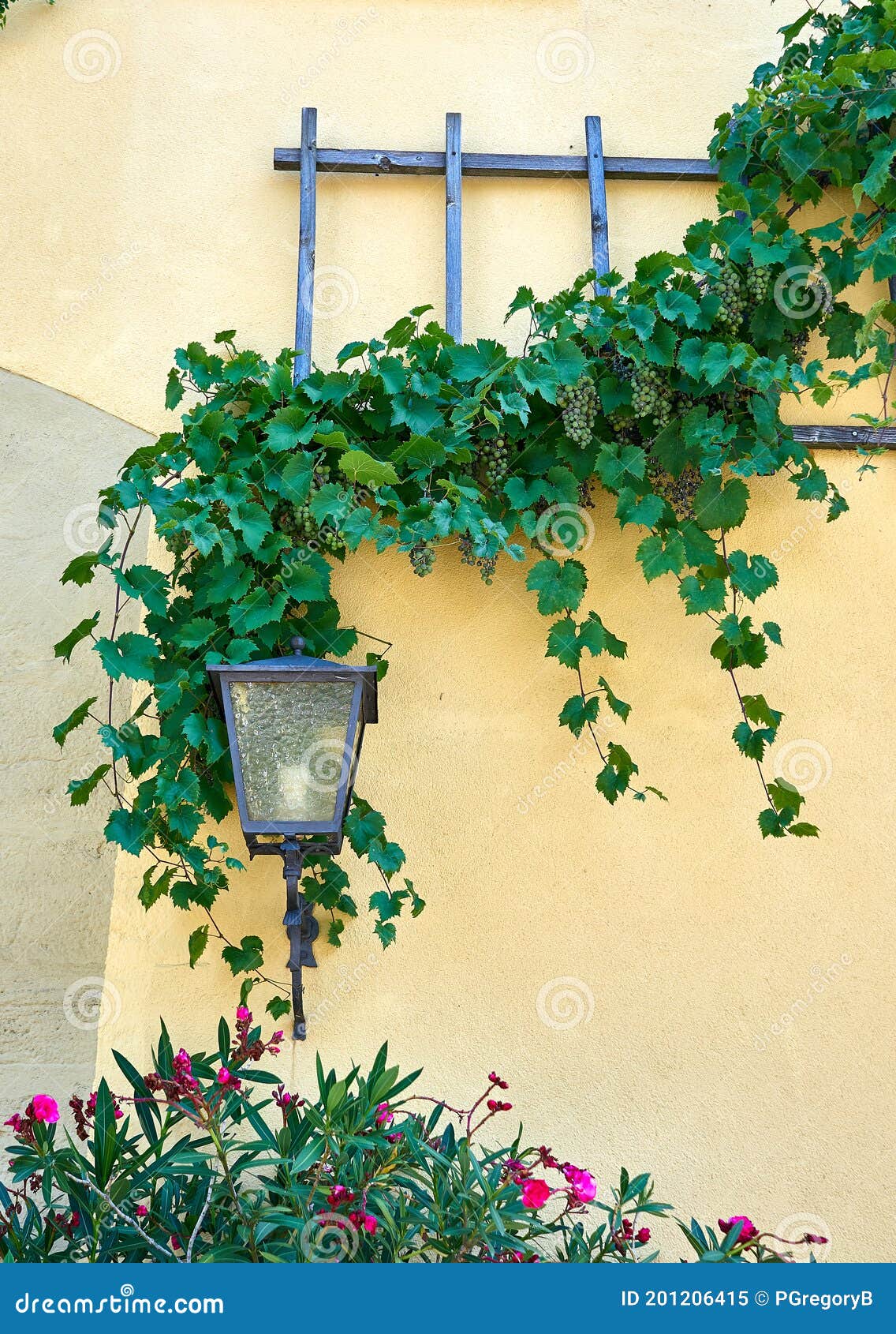 pretty vignette of a stucco wall  grape vine  wooden trellis and a lamp sconce.