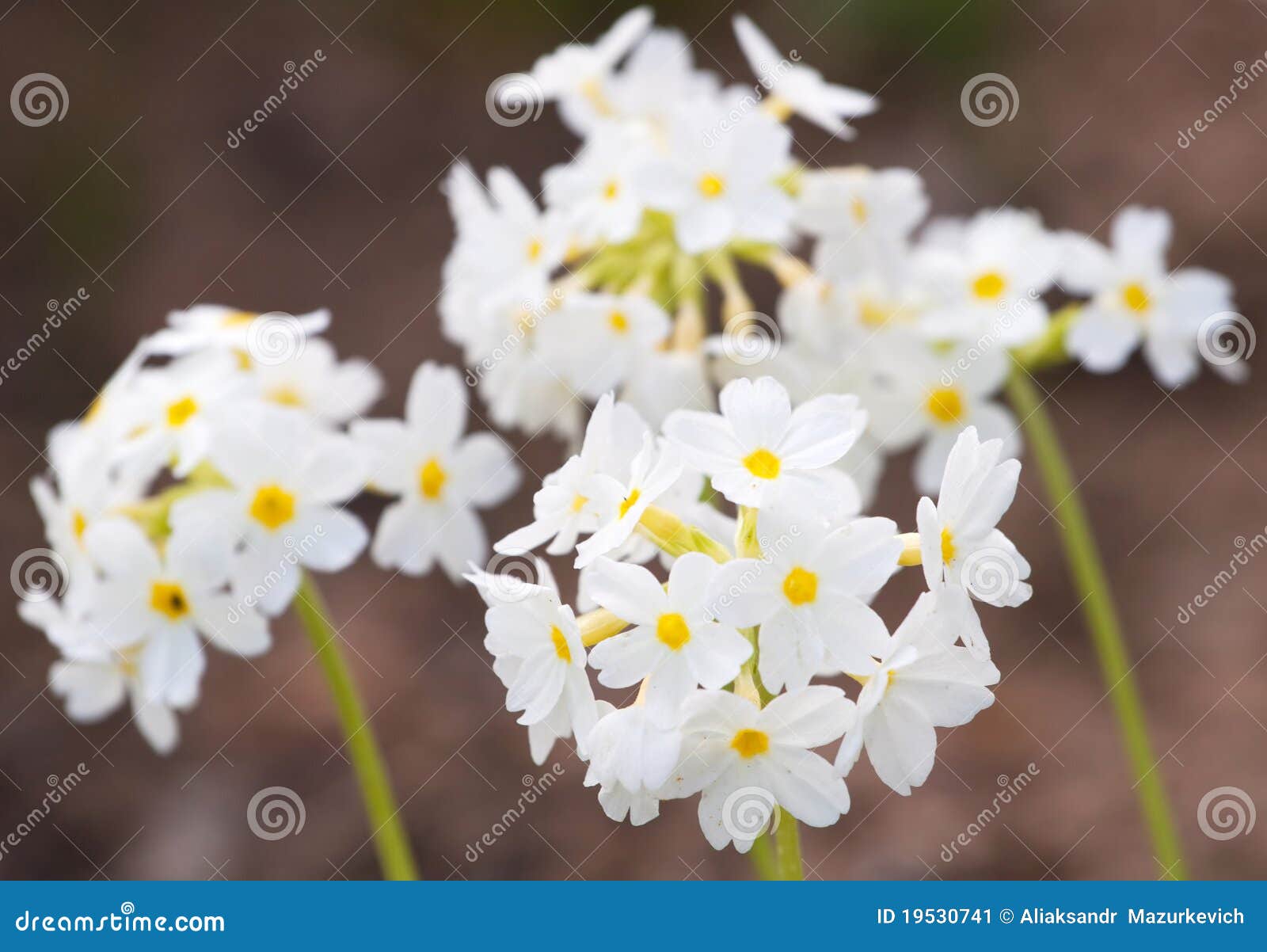 Pretty White Flowers Blooming Stock Image Image of gardening
