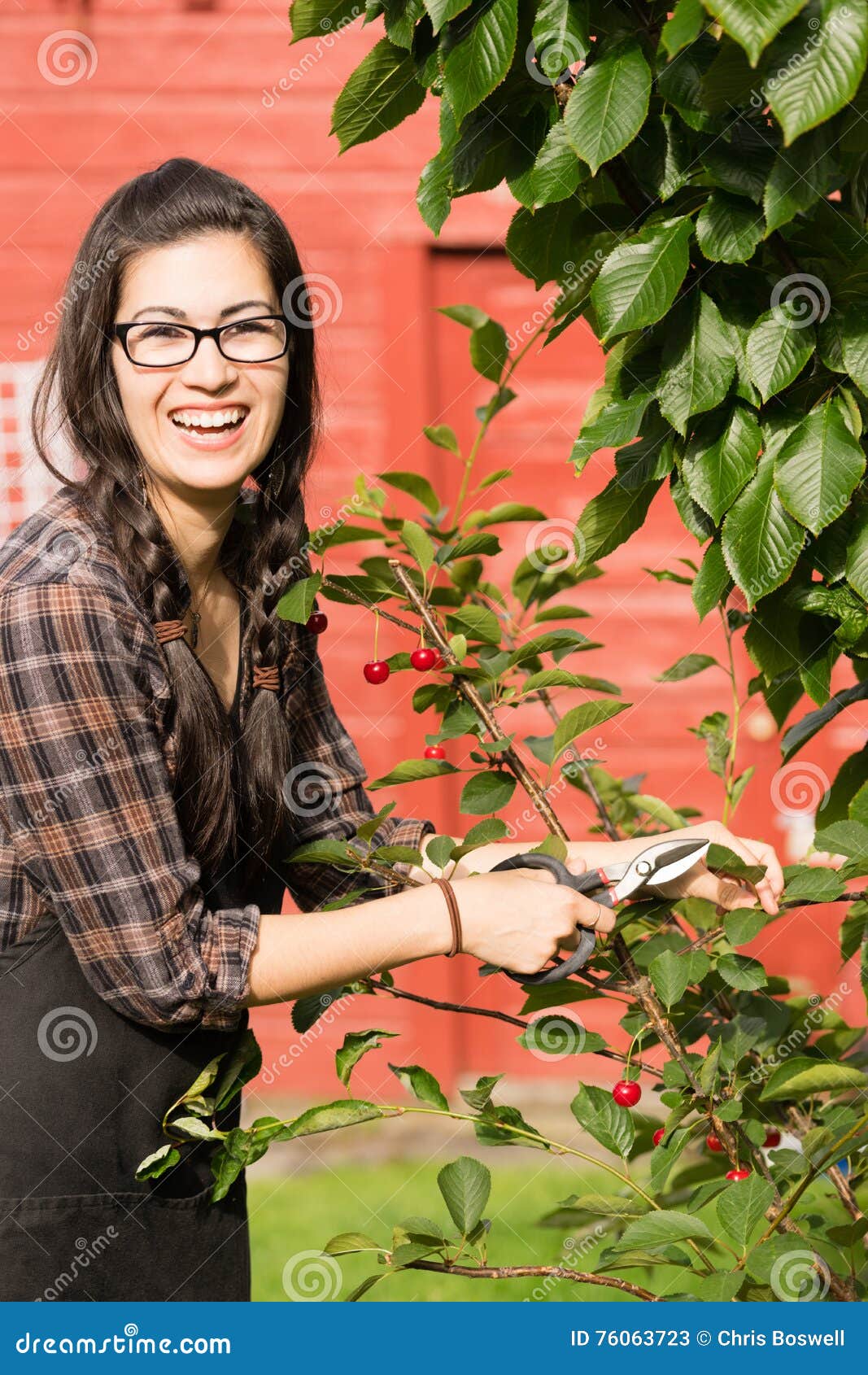 download prunes tree download prunes tree