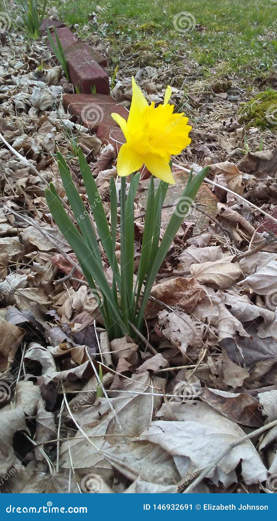 Pretty Yellow Flower from Flower Bed Stock Image Image of yellow, pretty 146932691