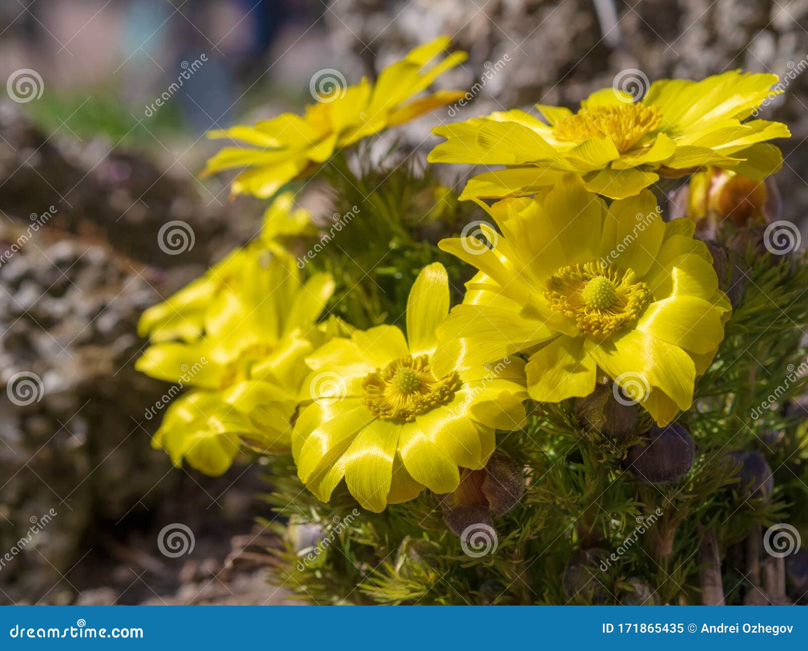 Pretty Yellow Flowers Of Far East Amur Adonis Adonis Ramosa In Japanese Early Spring Stock Image Image Of Field Green