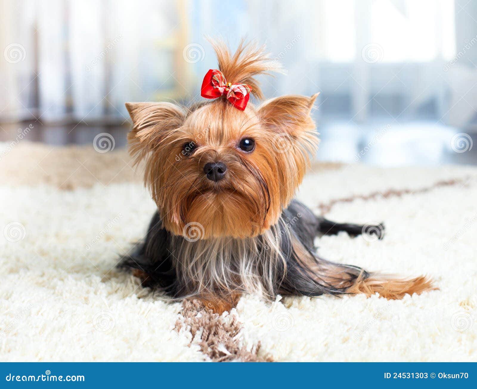 pretty yorkshire terrier dog indoor