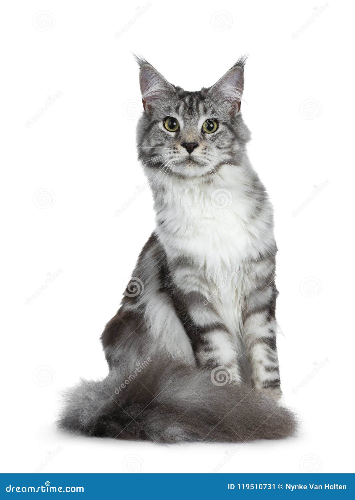 Cats Tail Adult Black Cats Tail Adult Black