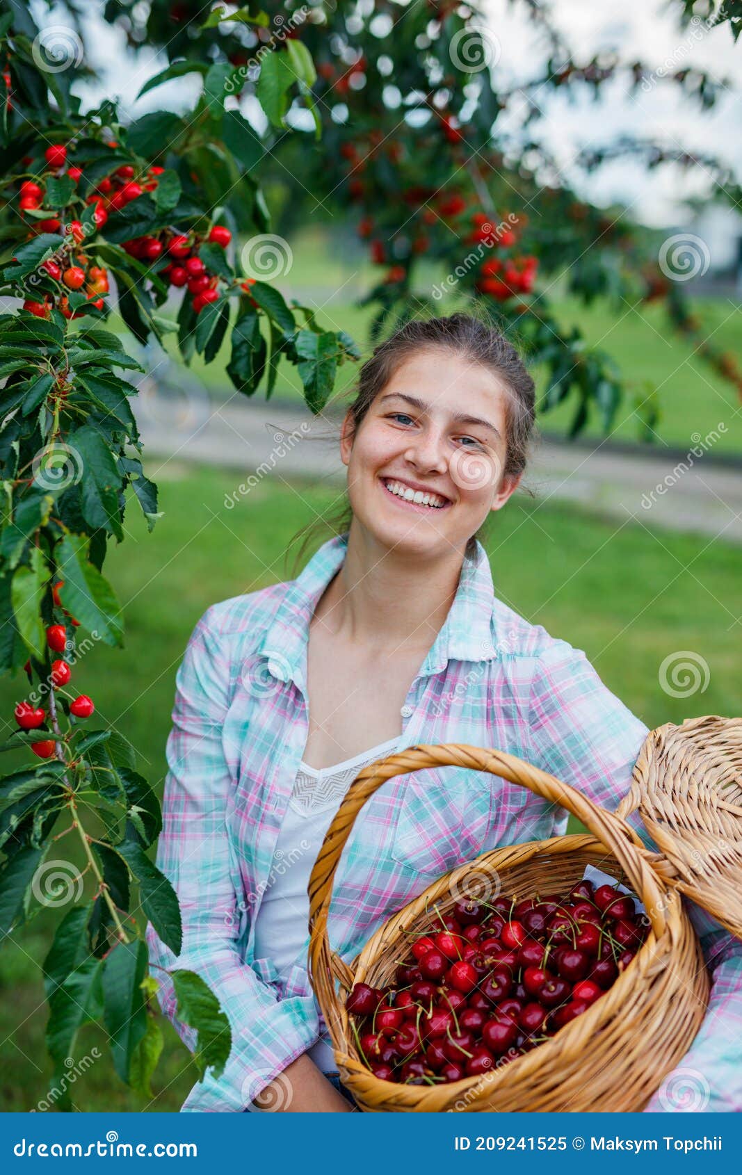 Pretty Young Girl Picking Cherry in Garden Stock Image - Image of sunny ...