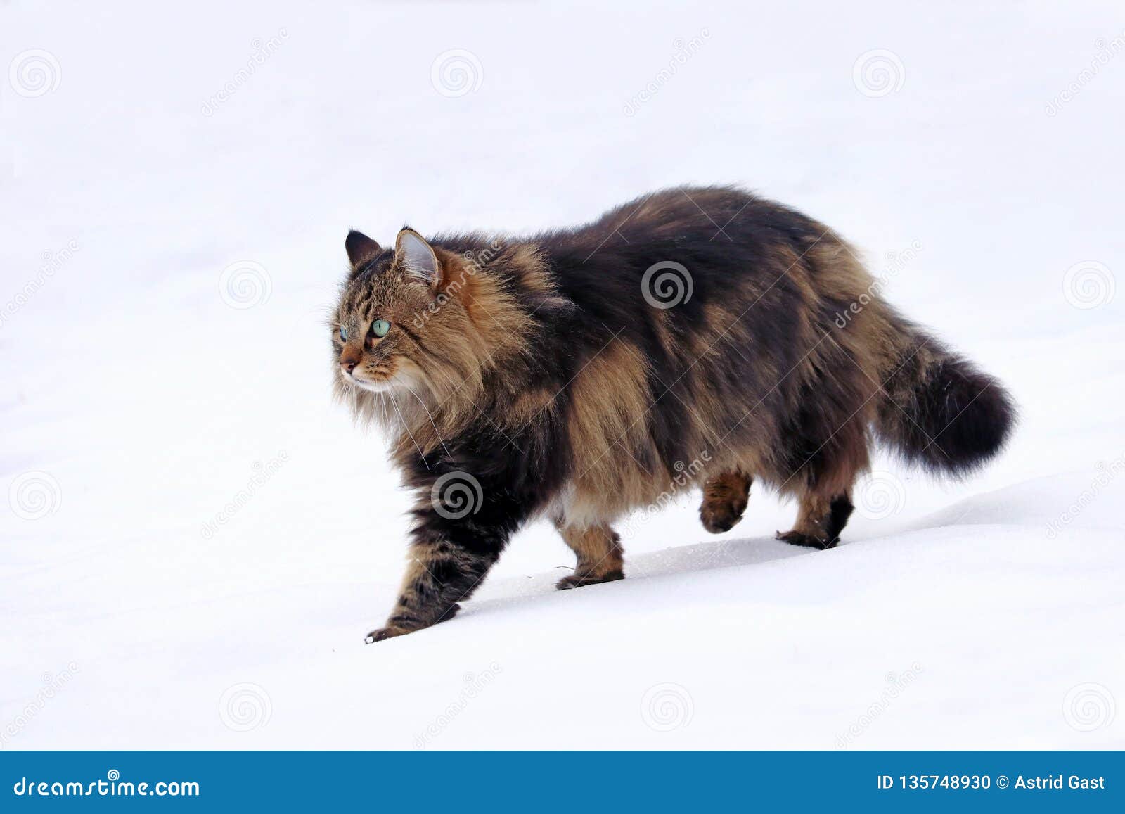 A Pretty Young Norwegian Forest Cat Hunting in the Snow Stock Photo Image of hunting