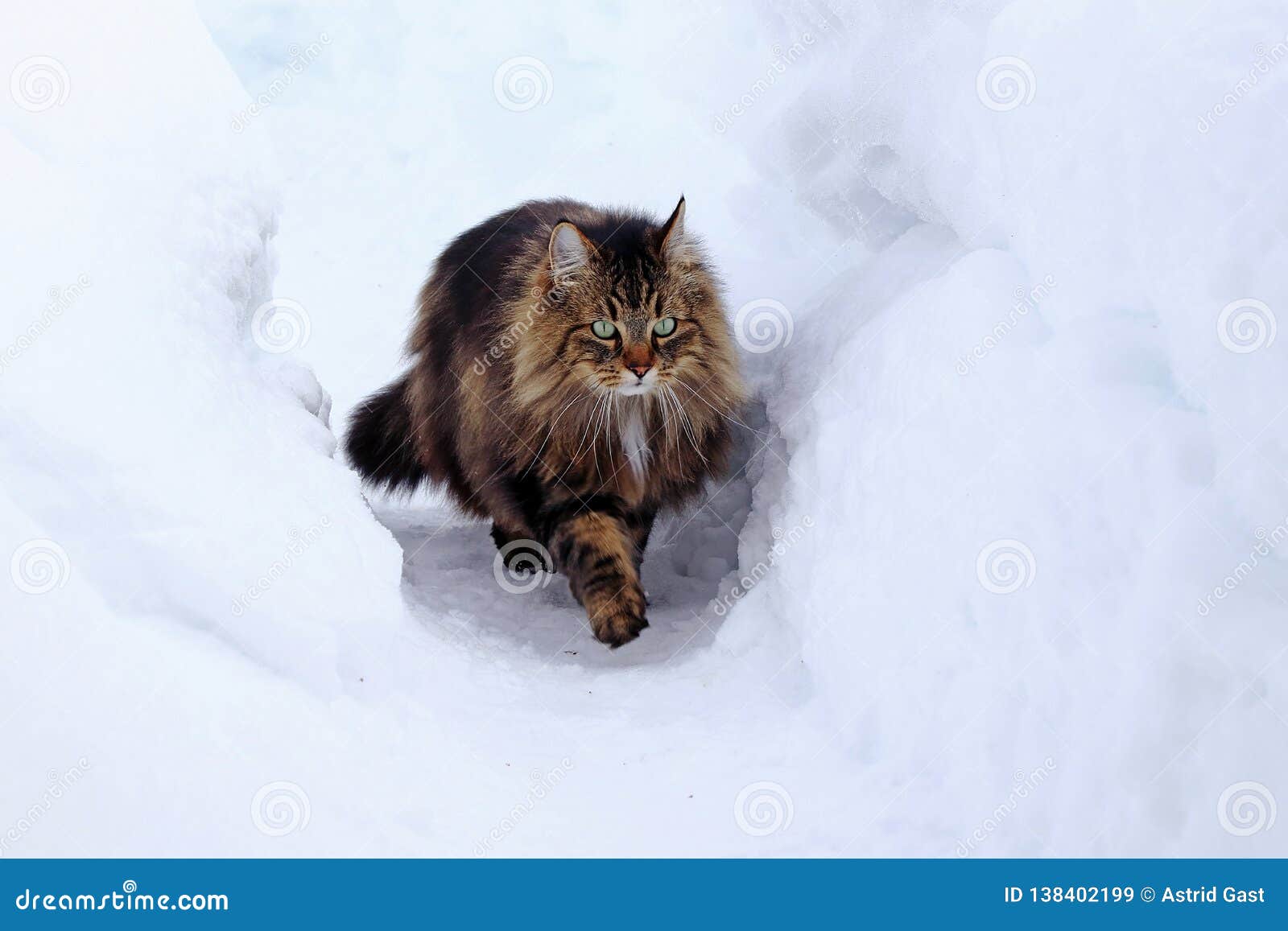 A Pretty Young Norwegian Forest Cat Hunting in the Snow Stock Image Image of adventure, moving
